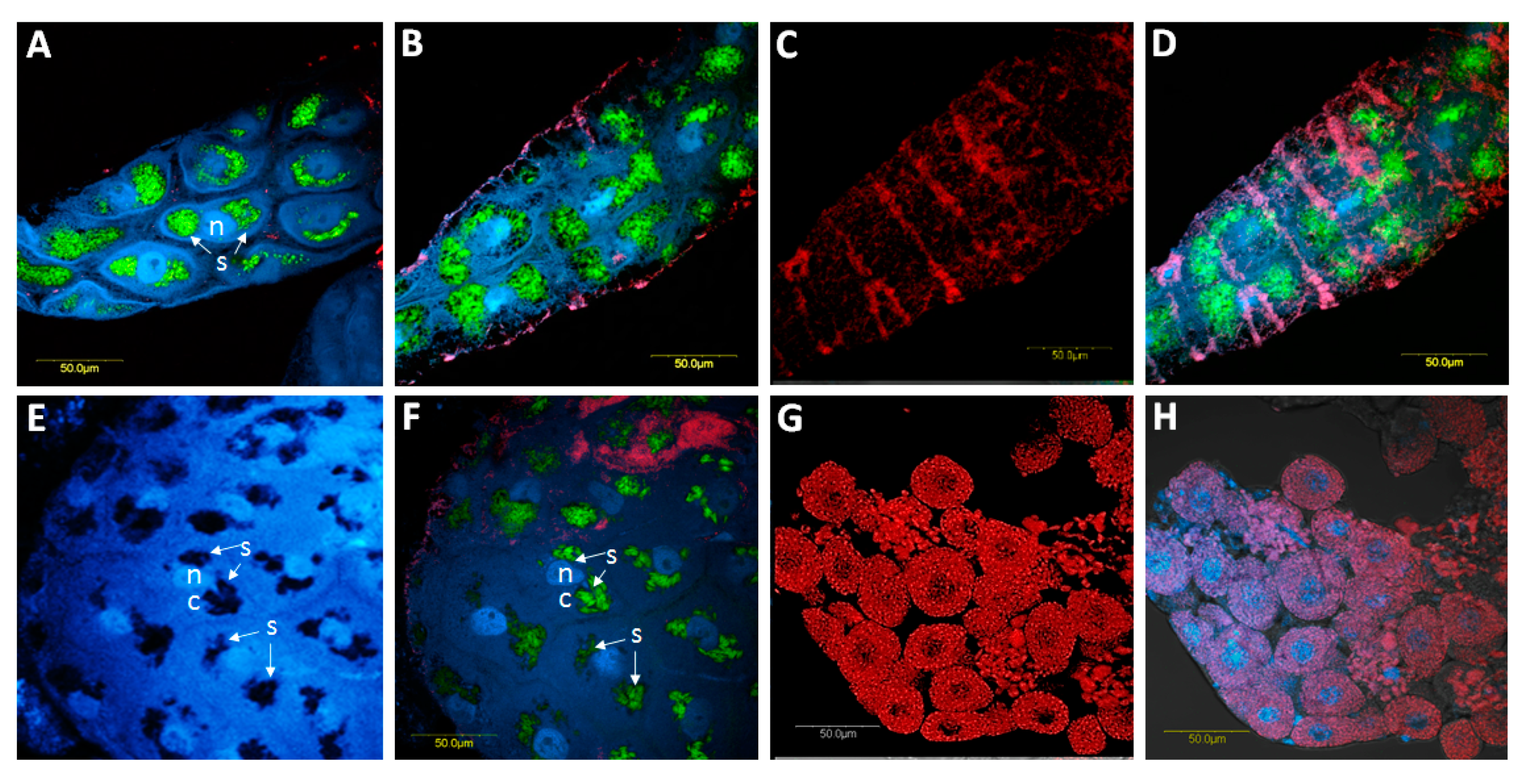 Microorganisms 08 00692 g007 Microorganisms 08 00692 g007