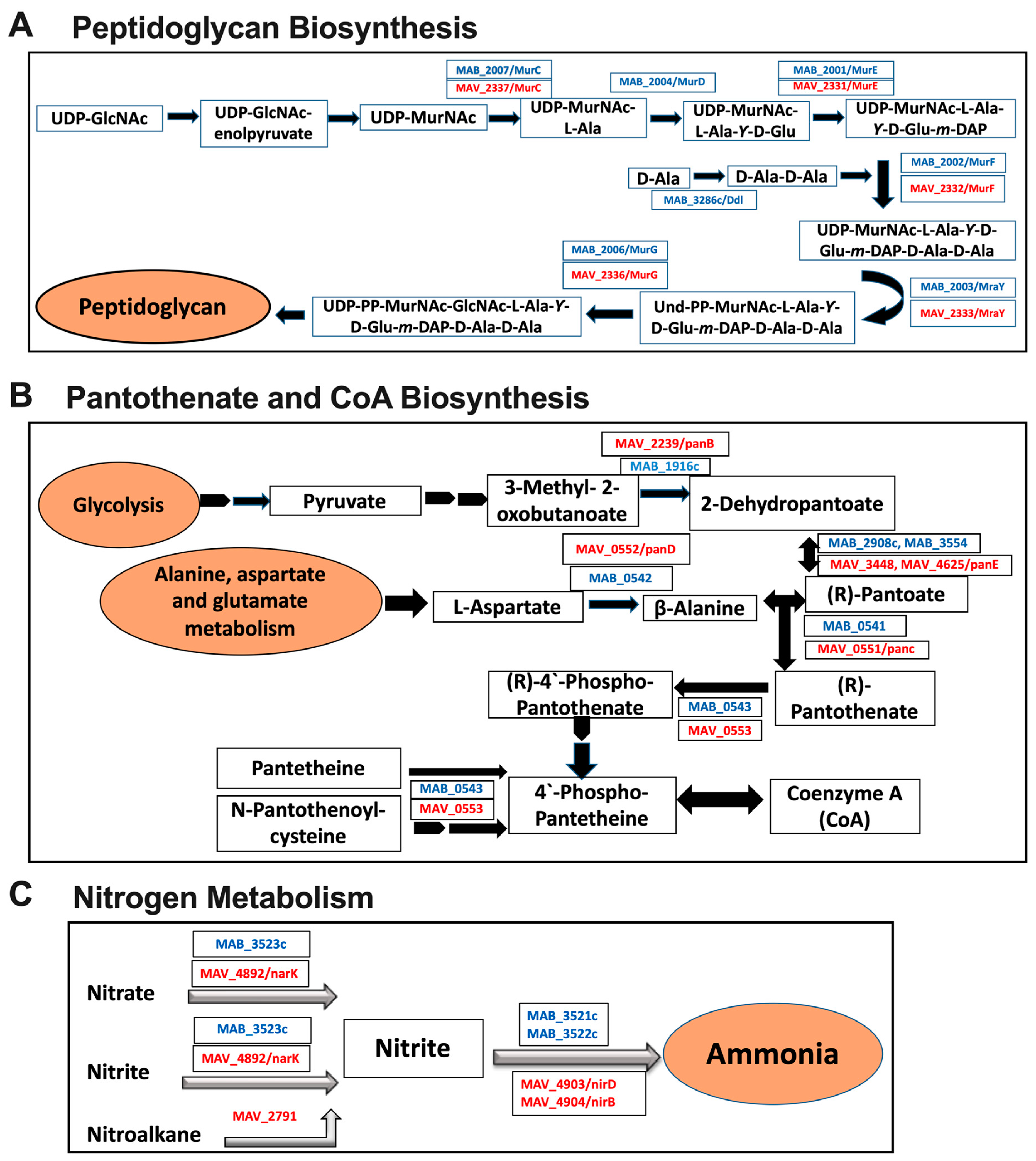 Microorganisms 08 00698 g008