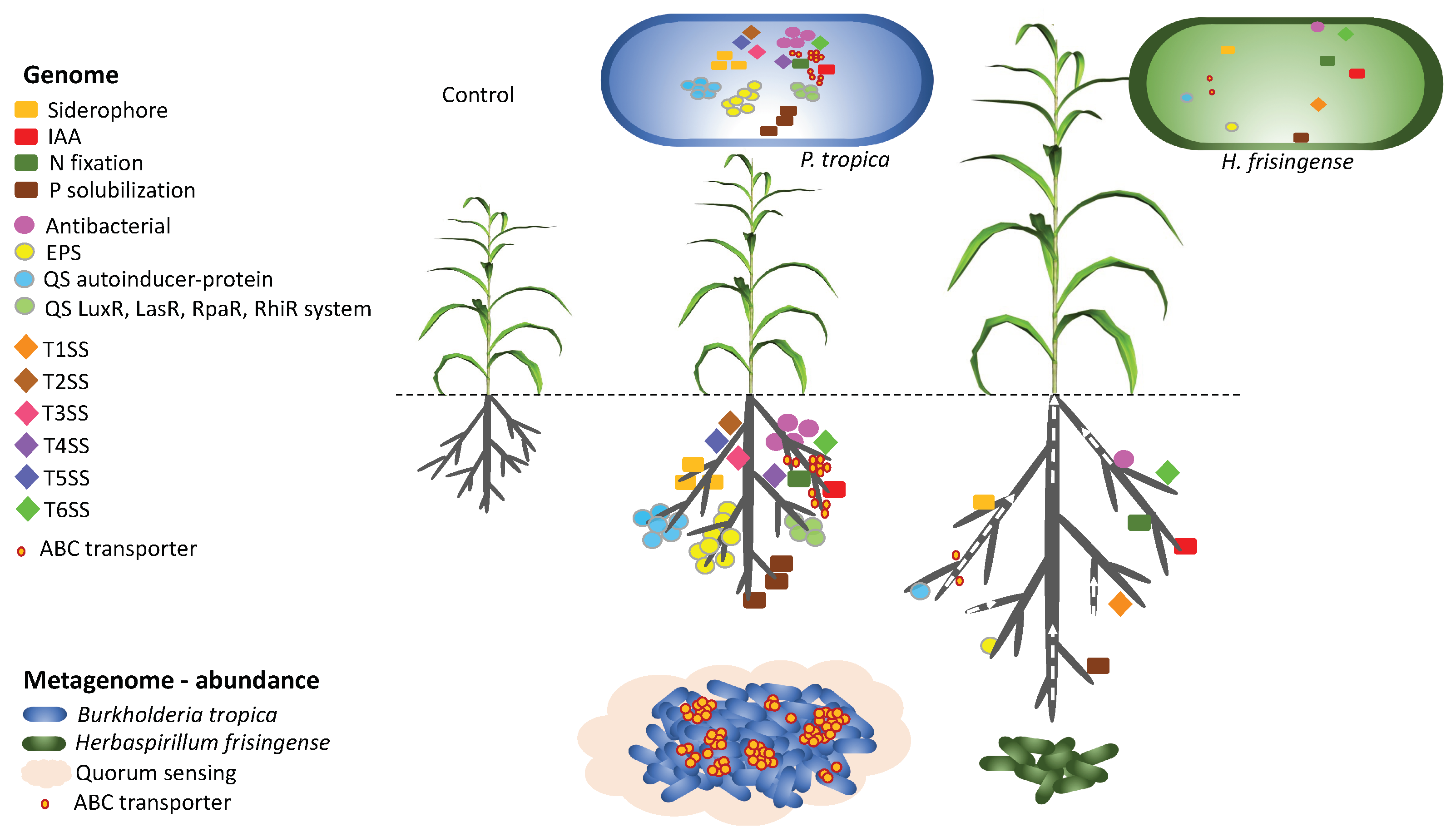 Microorganisms 08 00725 g007