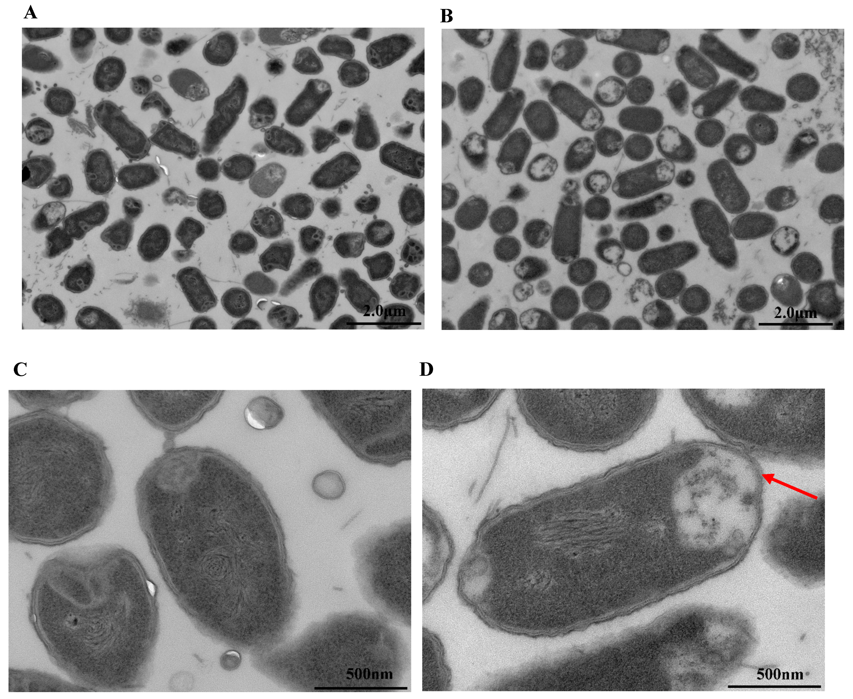 Microorganisms 08 00737 g008 Microorganisms 08 00737 g008