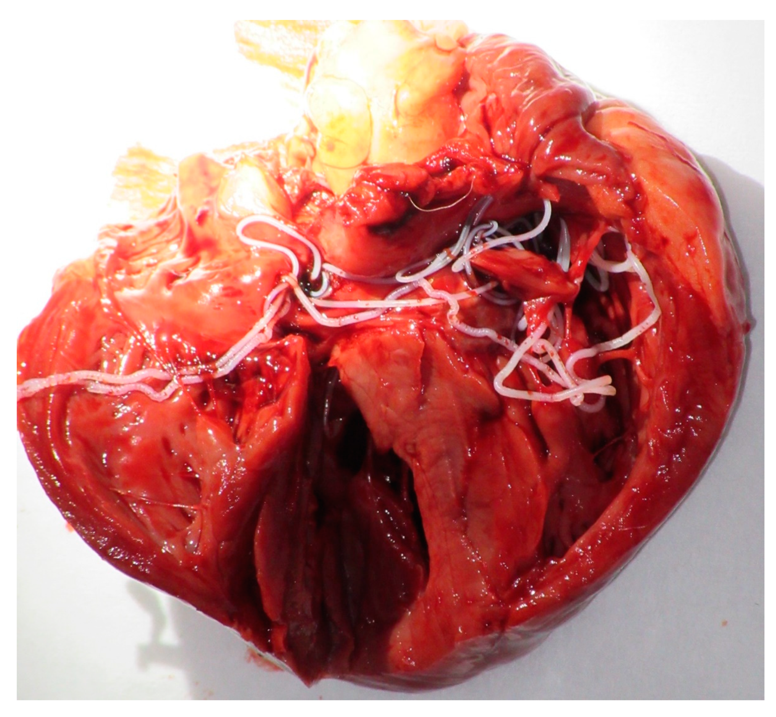Microorganisms 08 00770 g001 Microorganisms 08 00770 g001