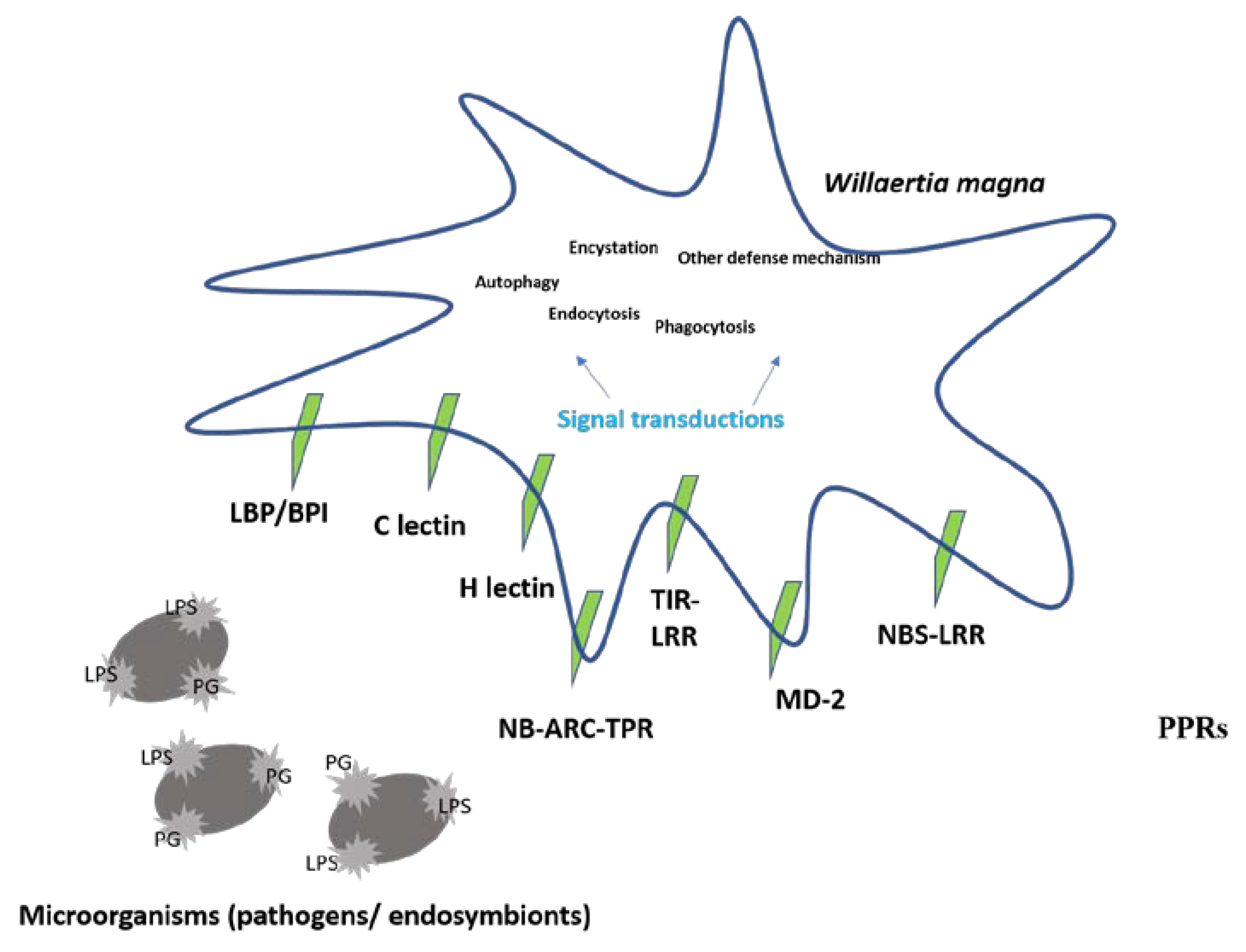 Microorganisms 08 00771 g005