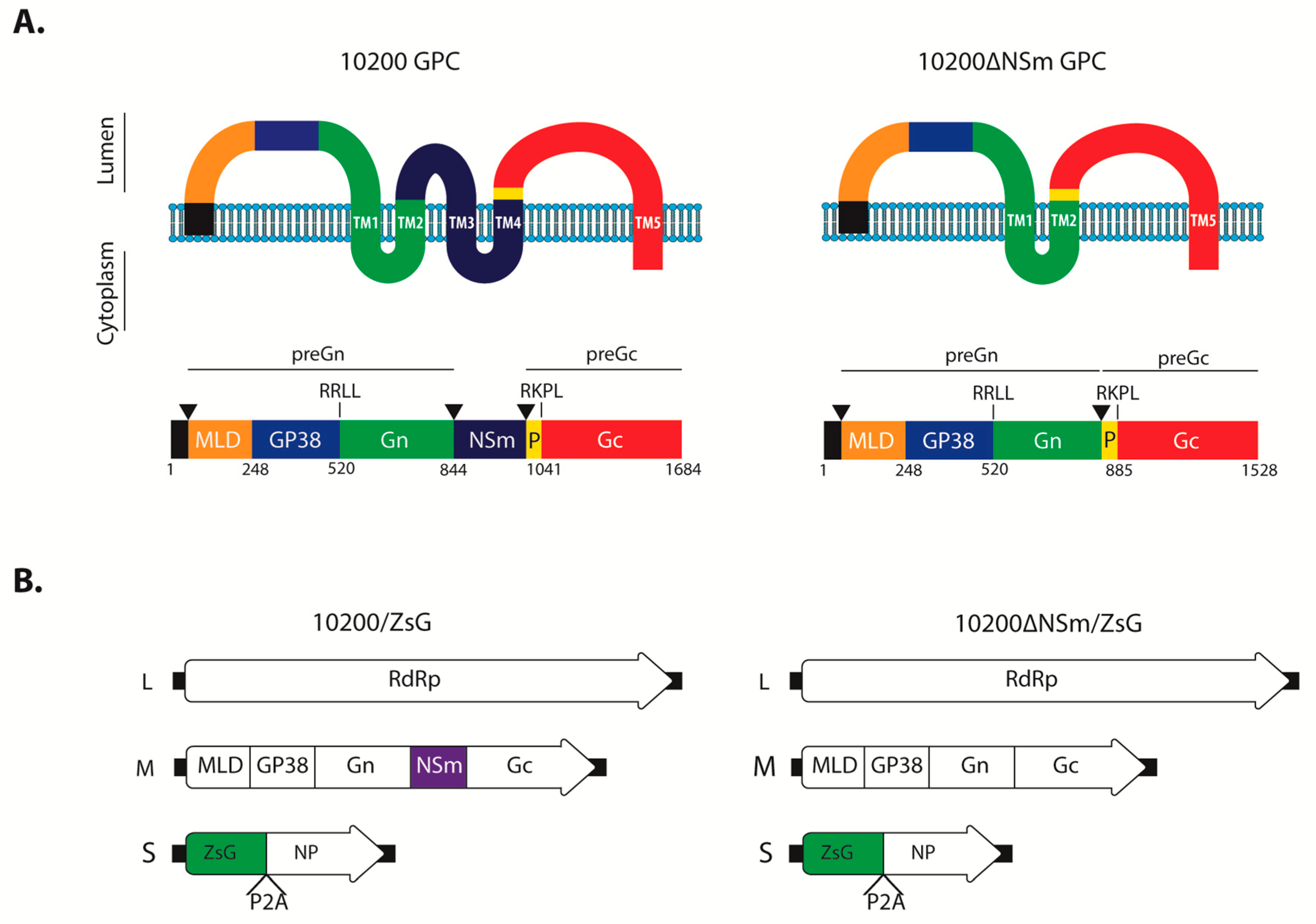 Microorganisms 08 00775 g001