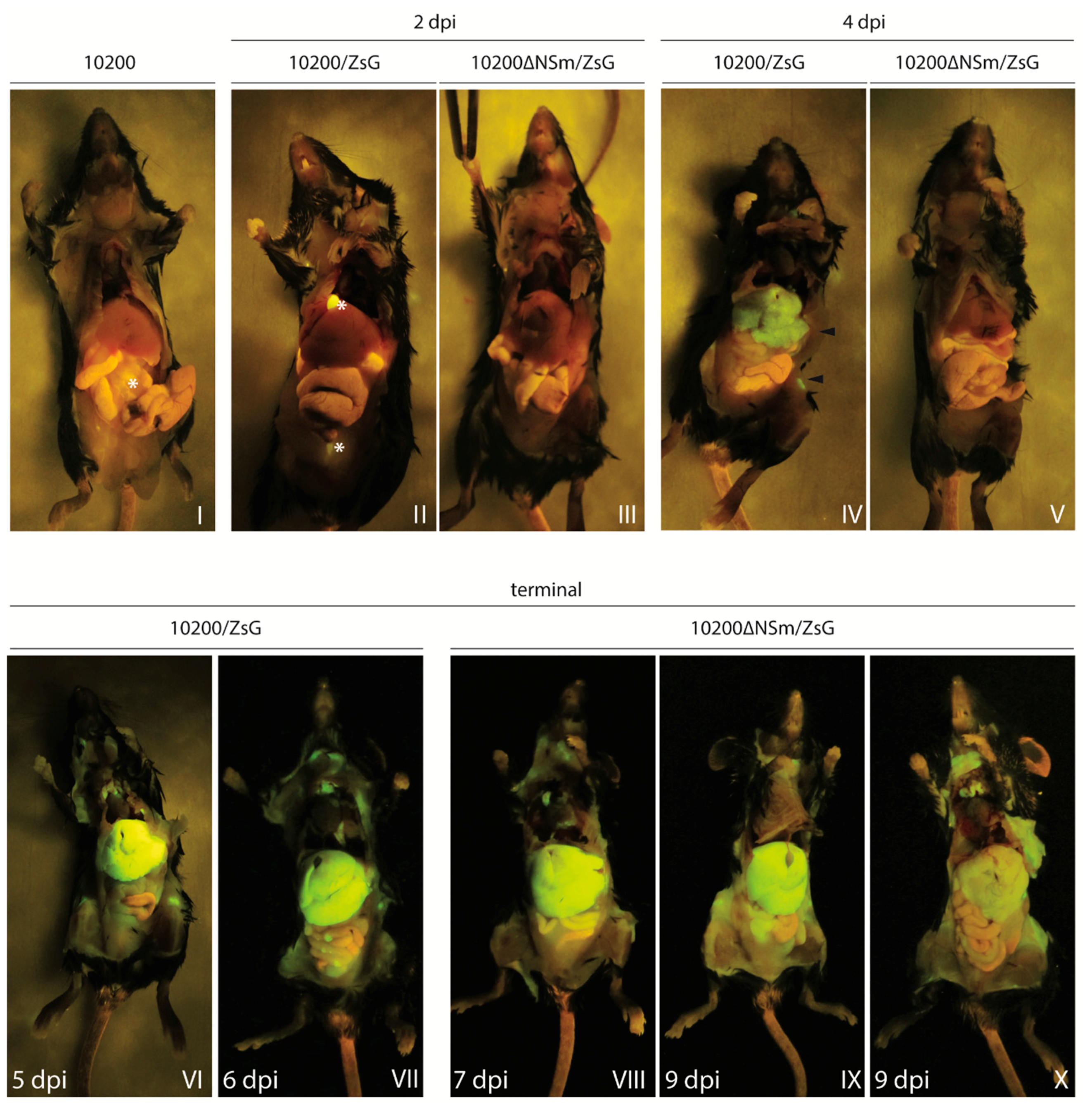 Microorganisms 08 00775 g004