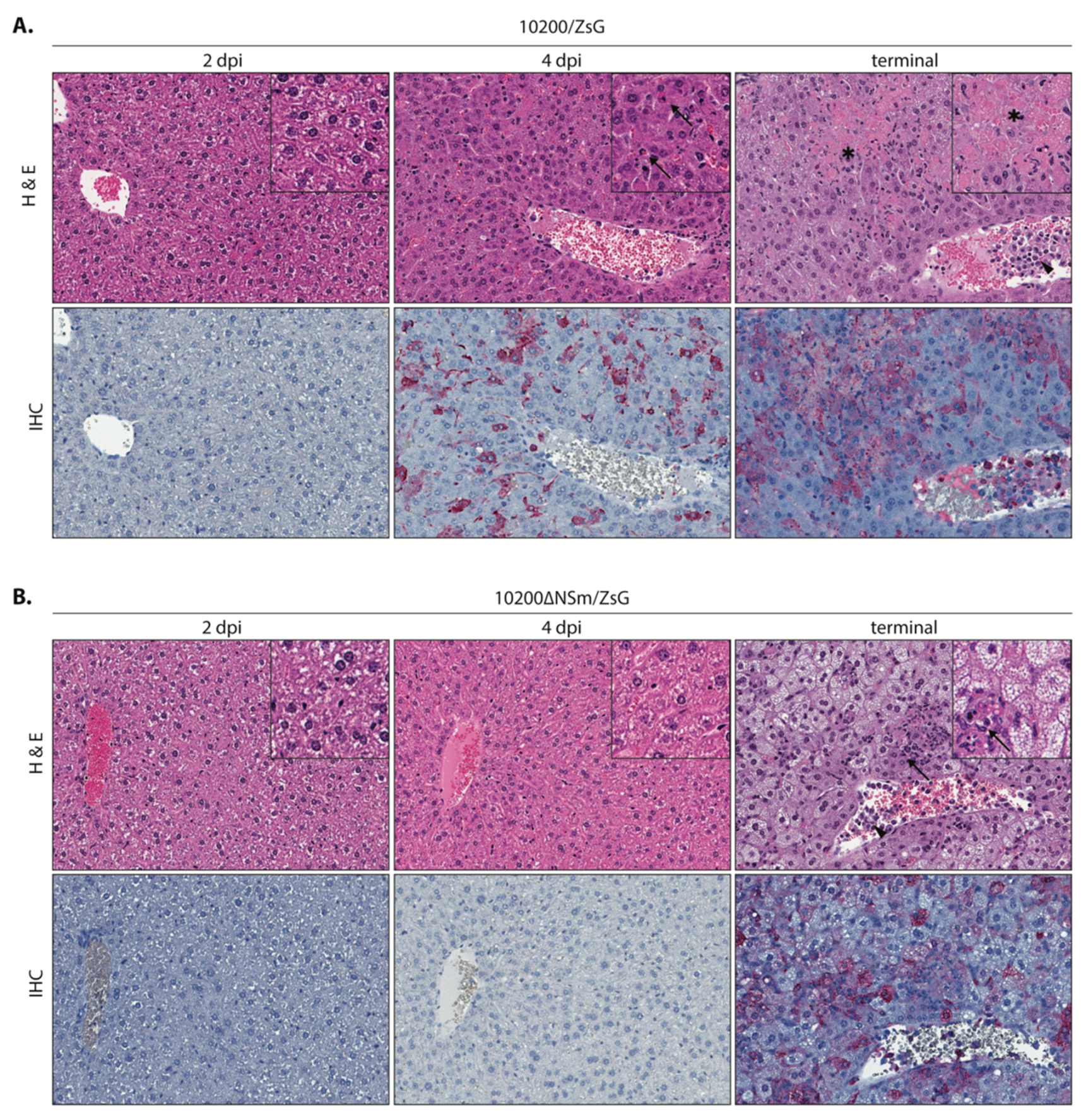 Microorganisms 08 00775 g005