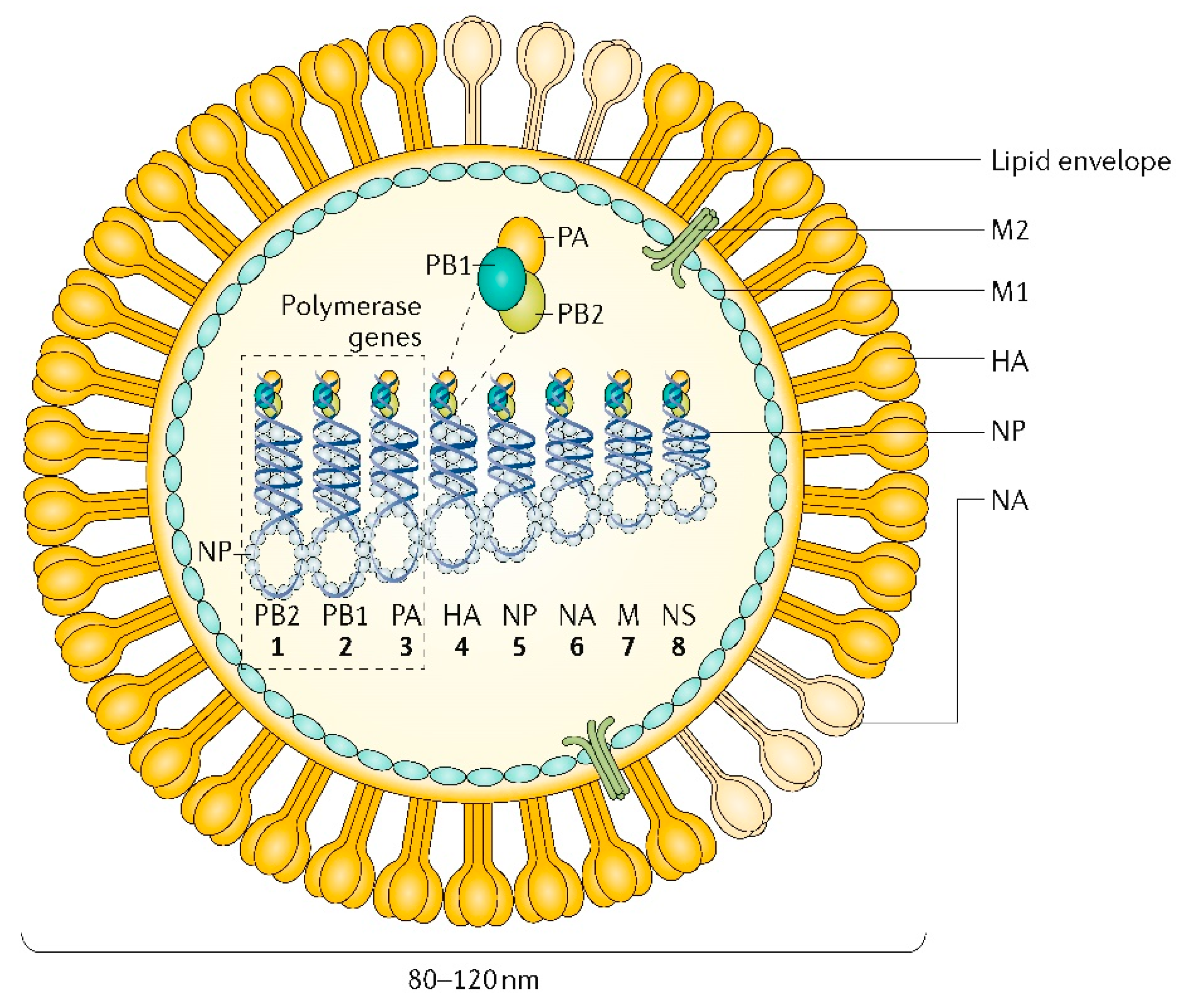 Avian Influenza Viruses In Wild Birds A Moving Target unique rare bird