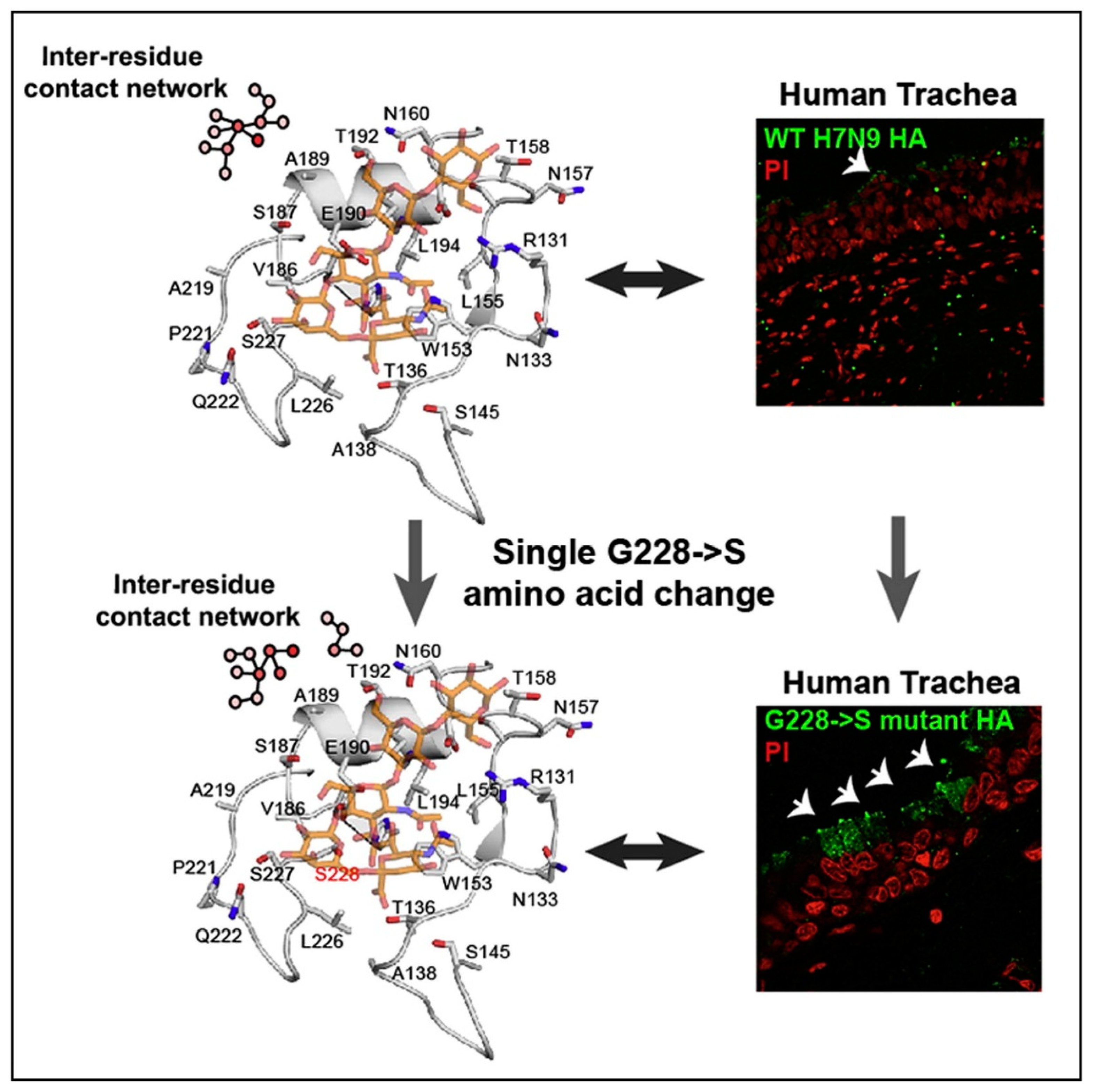 Microorganisms 08 00778 g004 Microorganisms 08 00778 g004