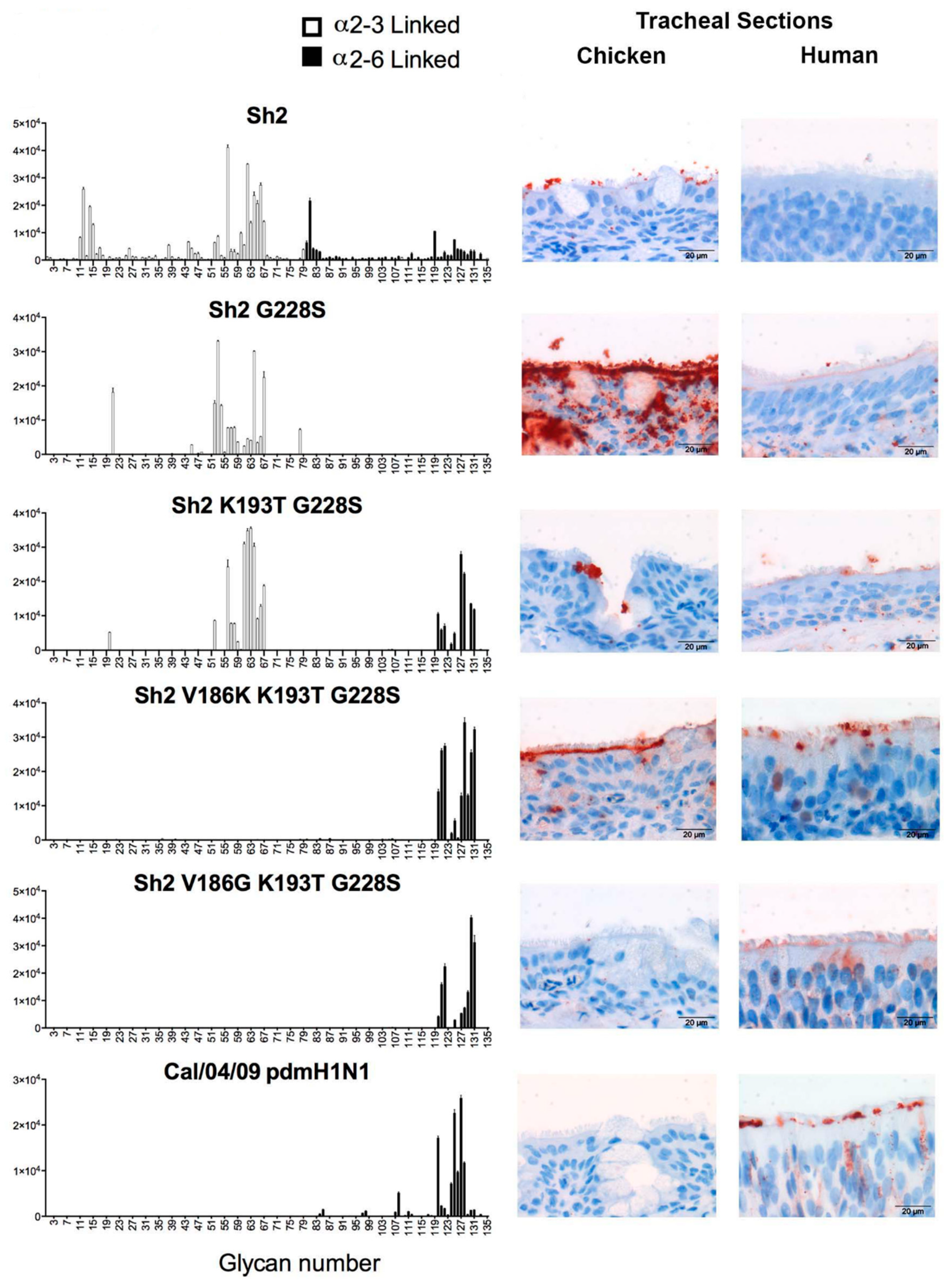 Microorganisms 08 00778 g005 Microorganisms 08 00778 g005