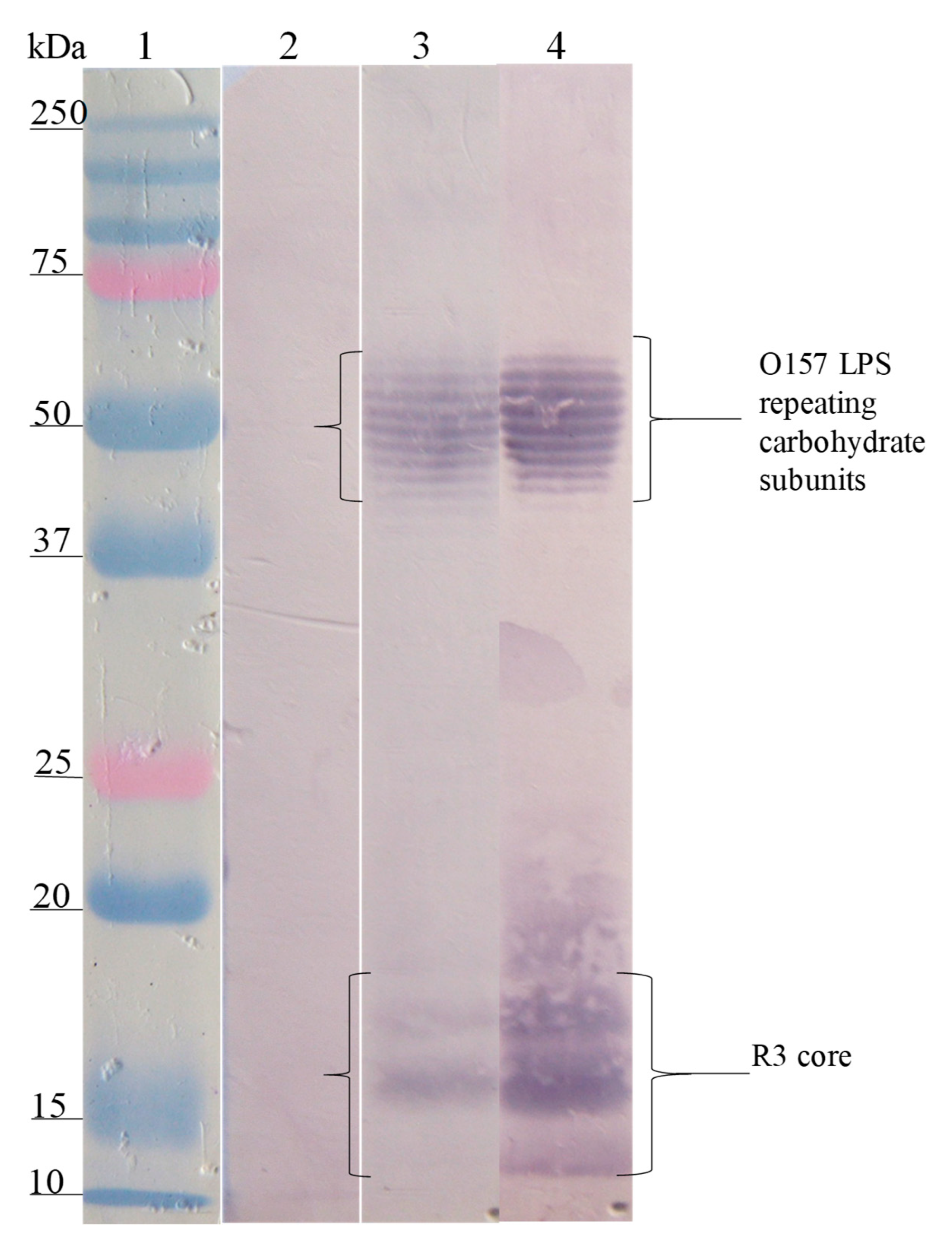 Microorganisms 08 00780 g002 Microorganisms 08 00780 g002