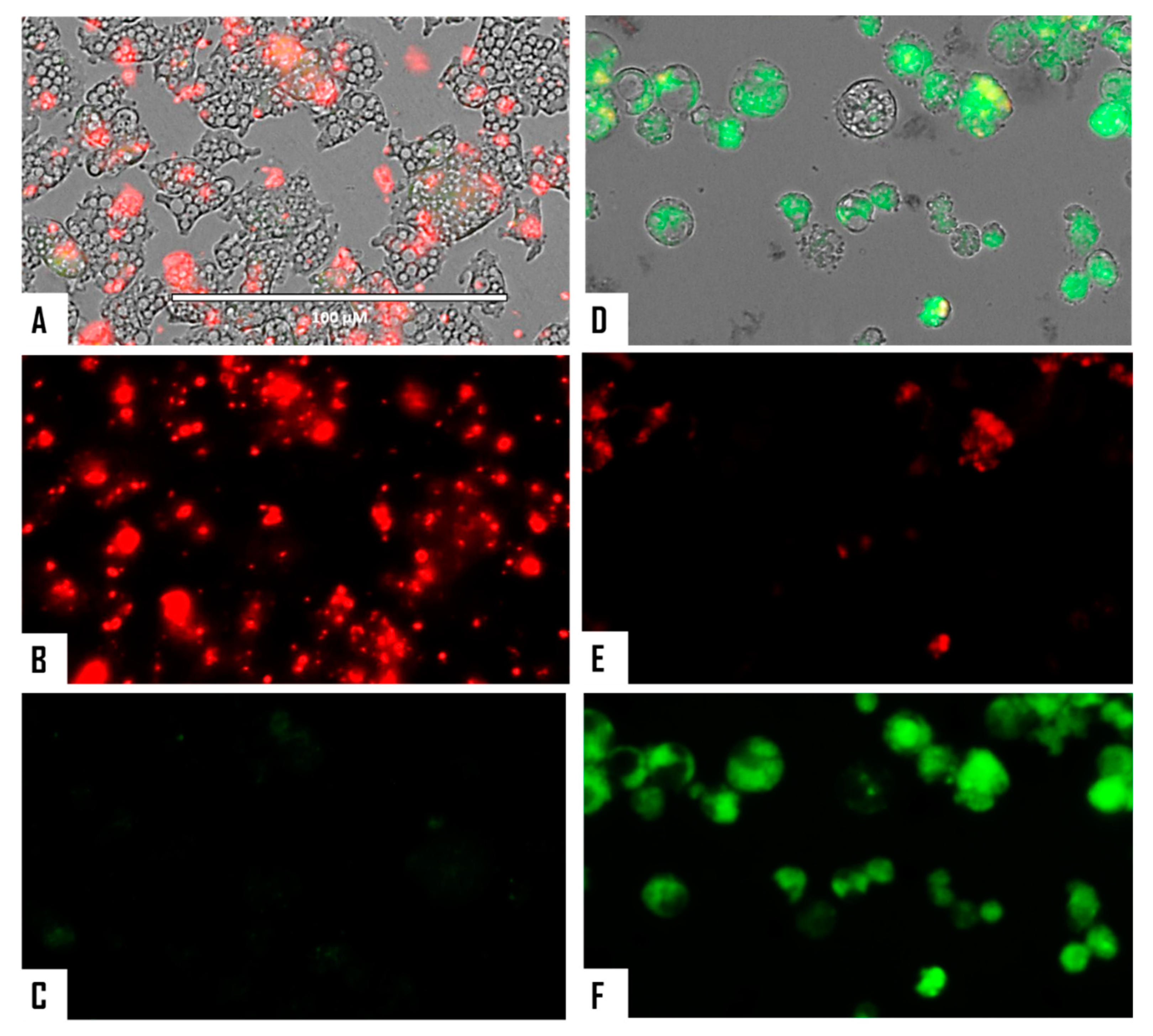 Microorganisms 08 00789 g006 Microorganisms 08 00789 g006
