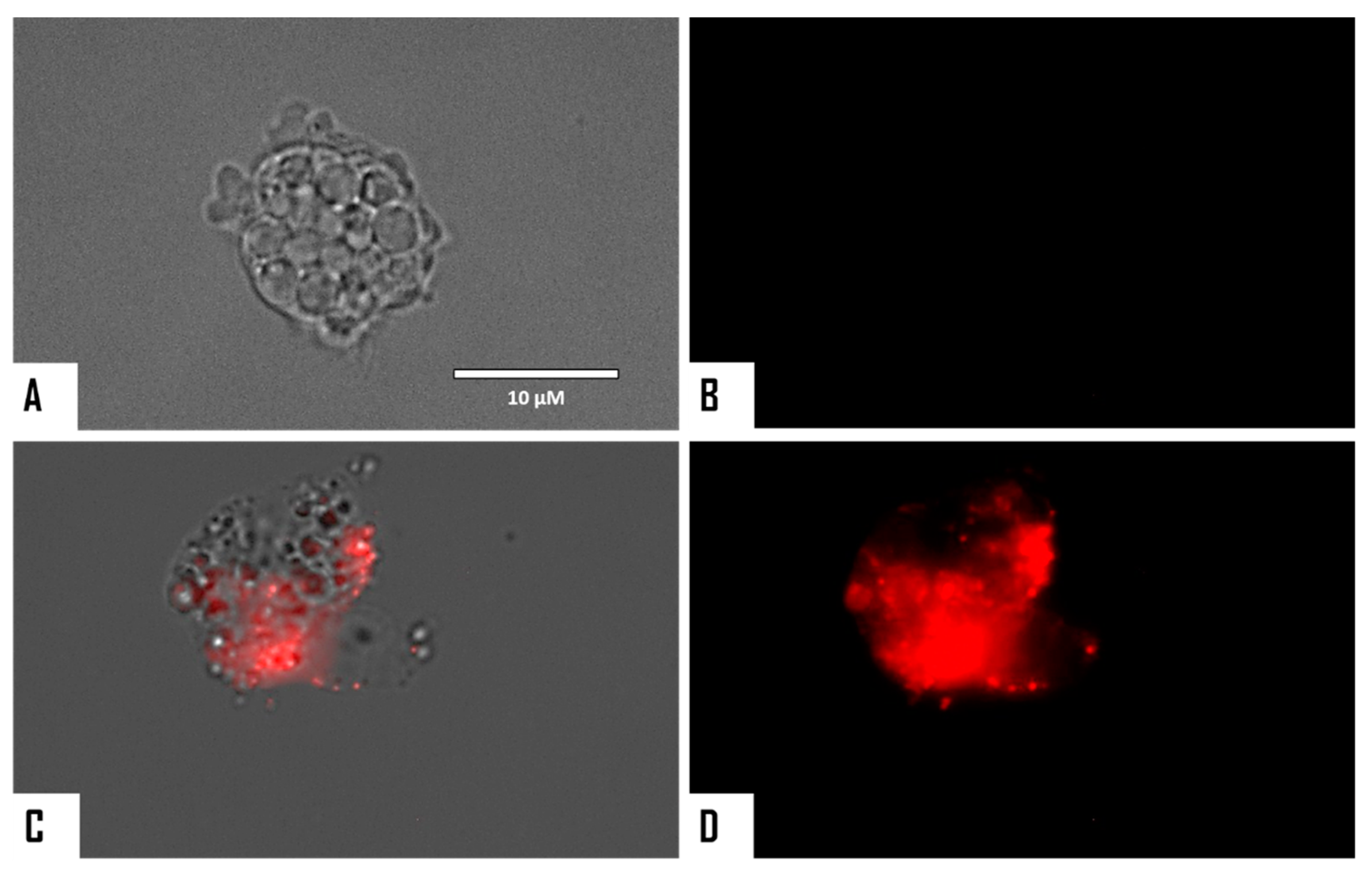 Microorganisms 08 00789 g009 Microorganisms 08 00789 g009