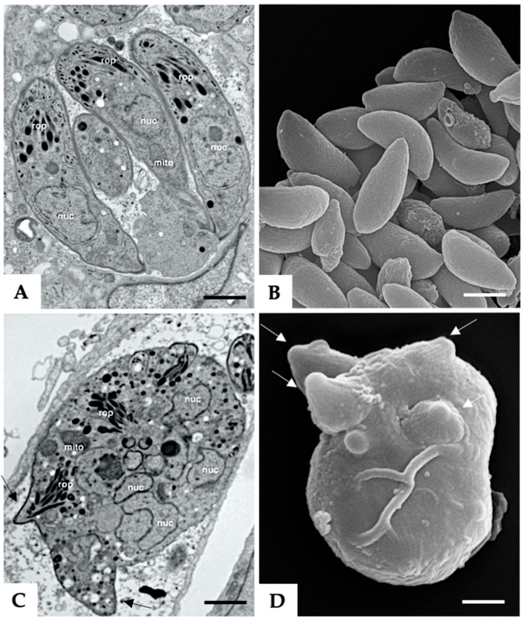 Microorganisms 08 00801 g001 Microorganisms 08 00801 g001
