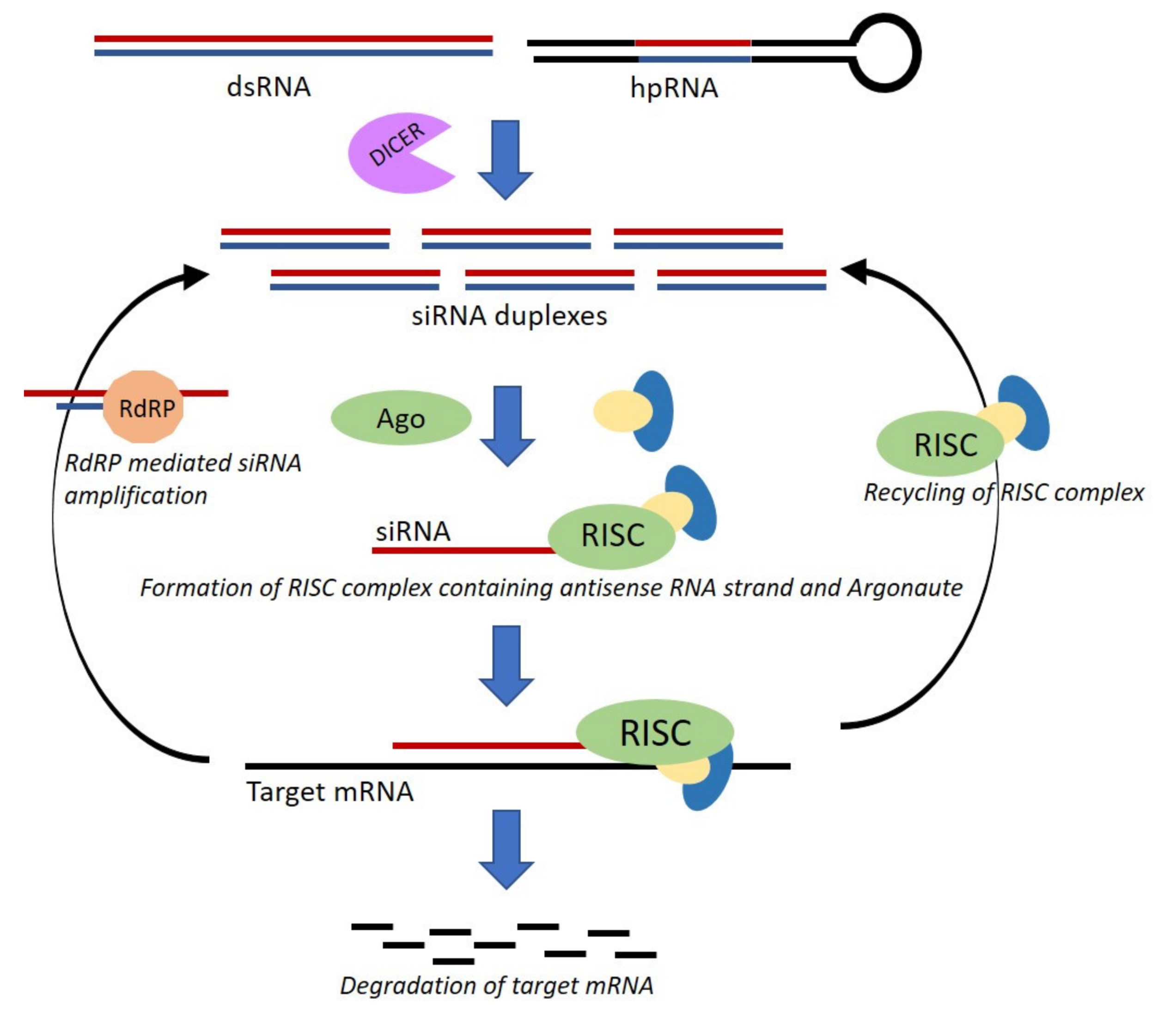 Microorganisms 08 00803 g002 Microorganisms 08 00803 g002