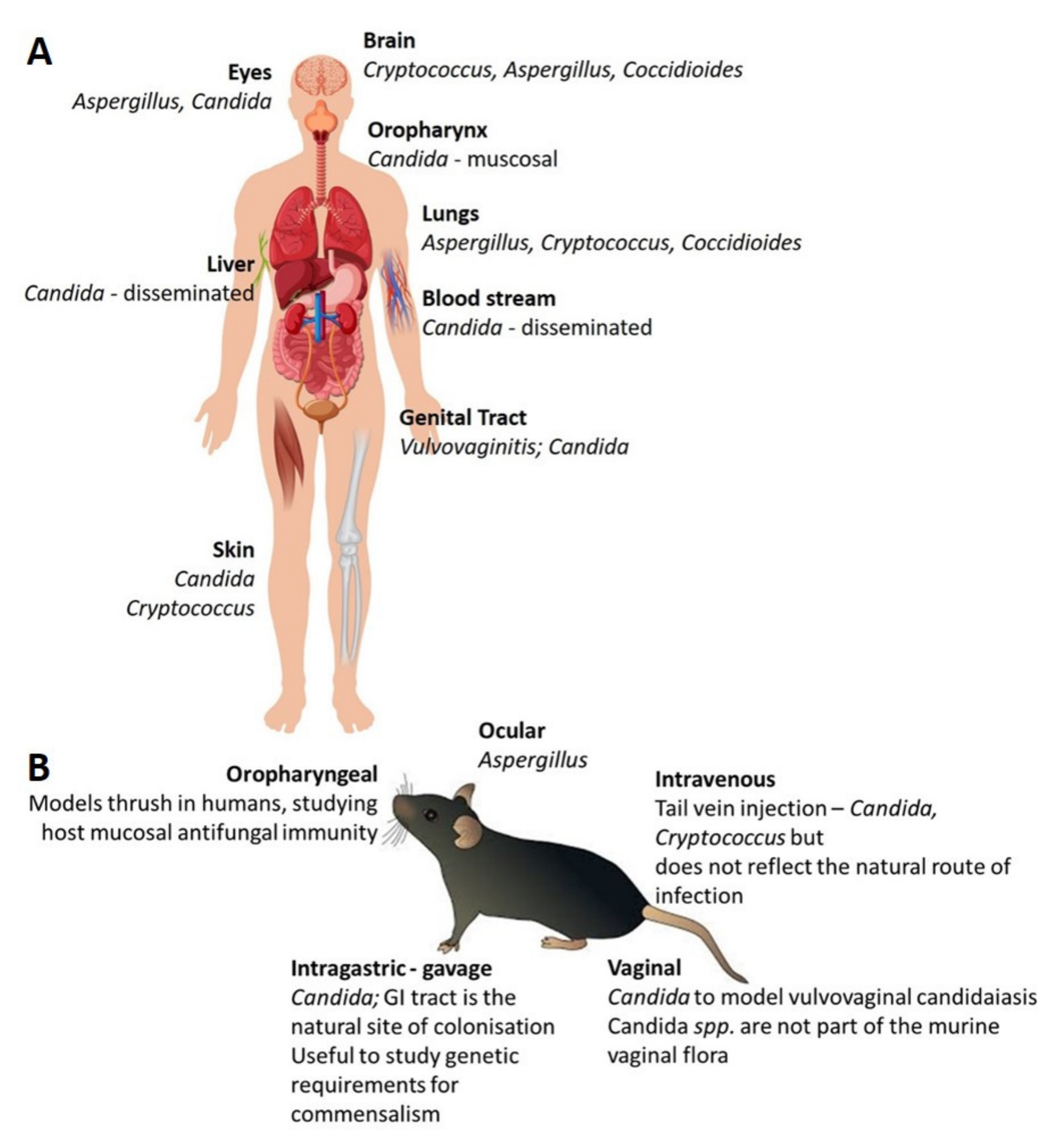Microorganisms 08 00803 g003 Microorganisms 08 00803 g003
