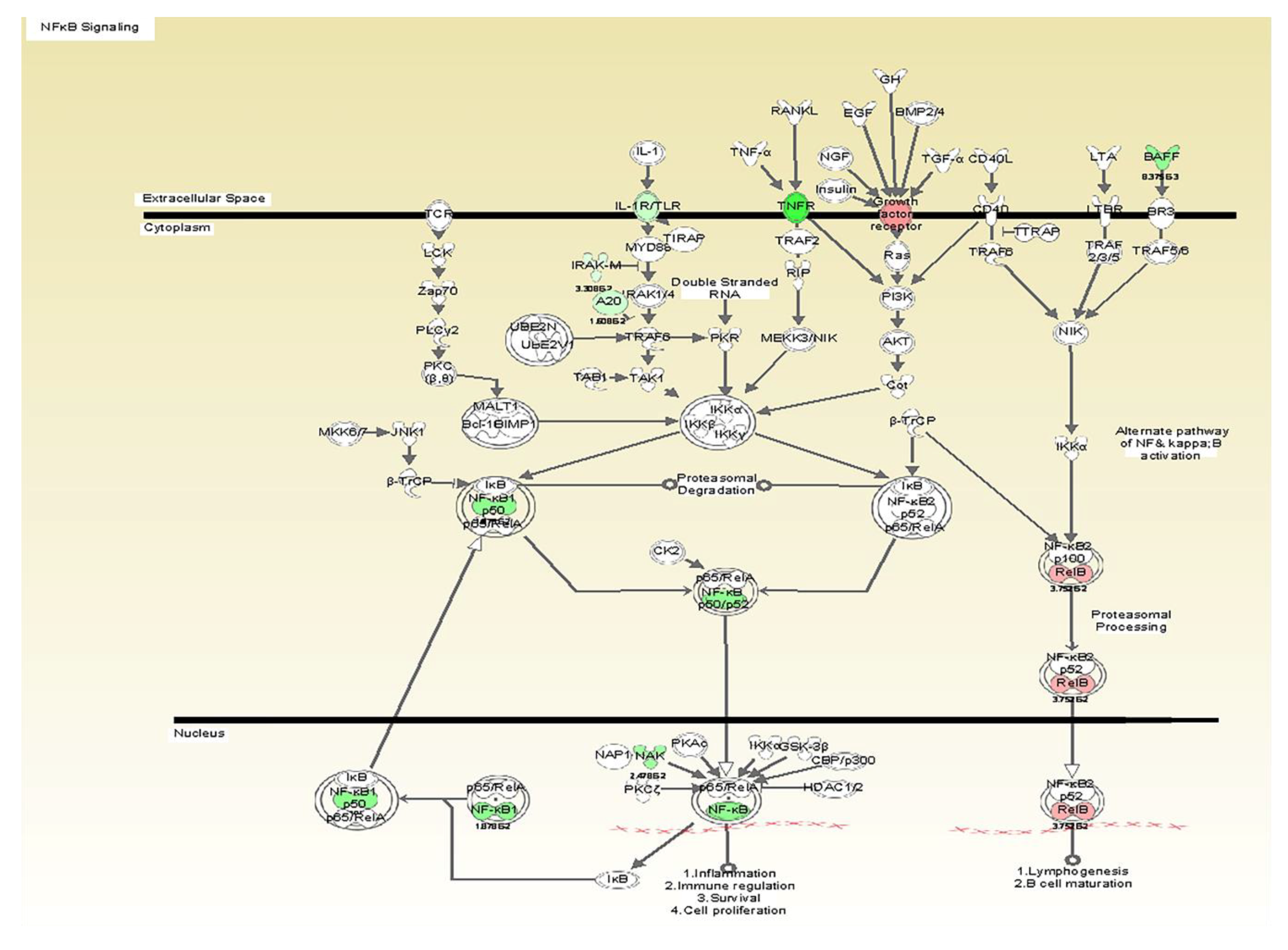 Microorganisms 08 00804 g002 Microorganisms 08 00804 g002