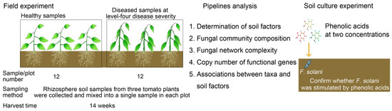 Bacterial Tomato Pathogen Ralstonia solanacearum Invasion Bacterial Tomato Pathogen Ralstonia solanacearum Invasion