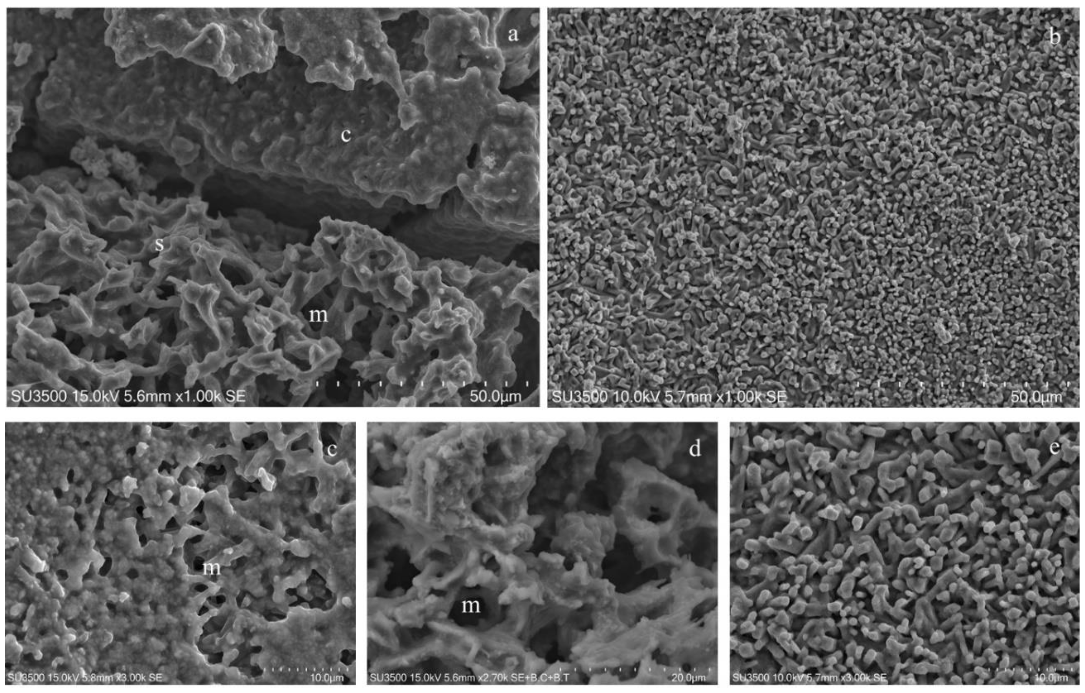 Microorganisms 08 00807 g004 Microorganisms 08 00807 g004