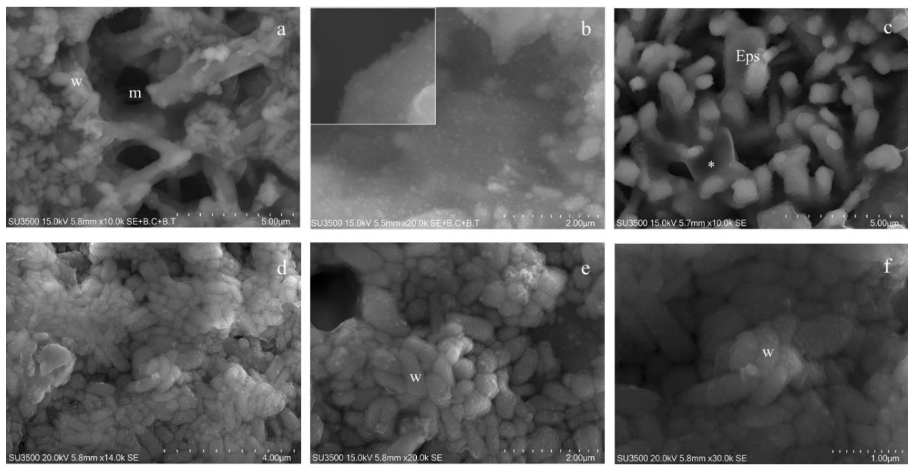 Microorganisms 08 00807 g005 Microorganisms 08 00807 g005