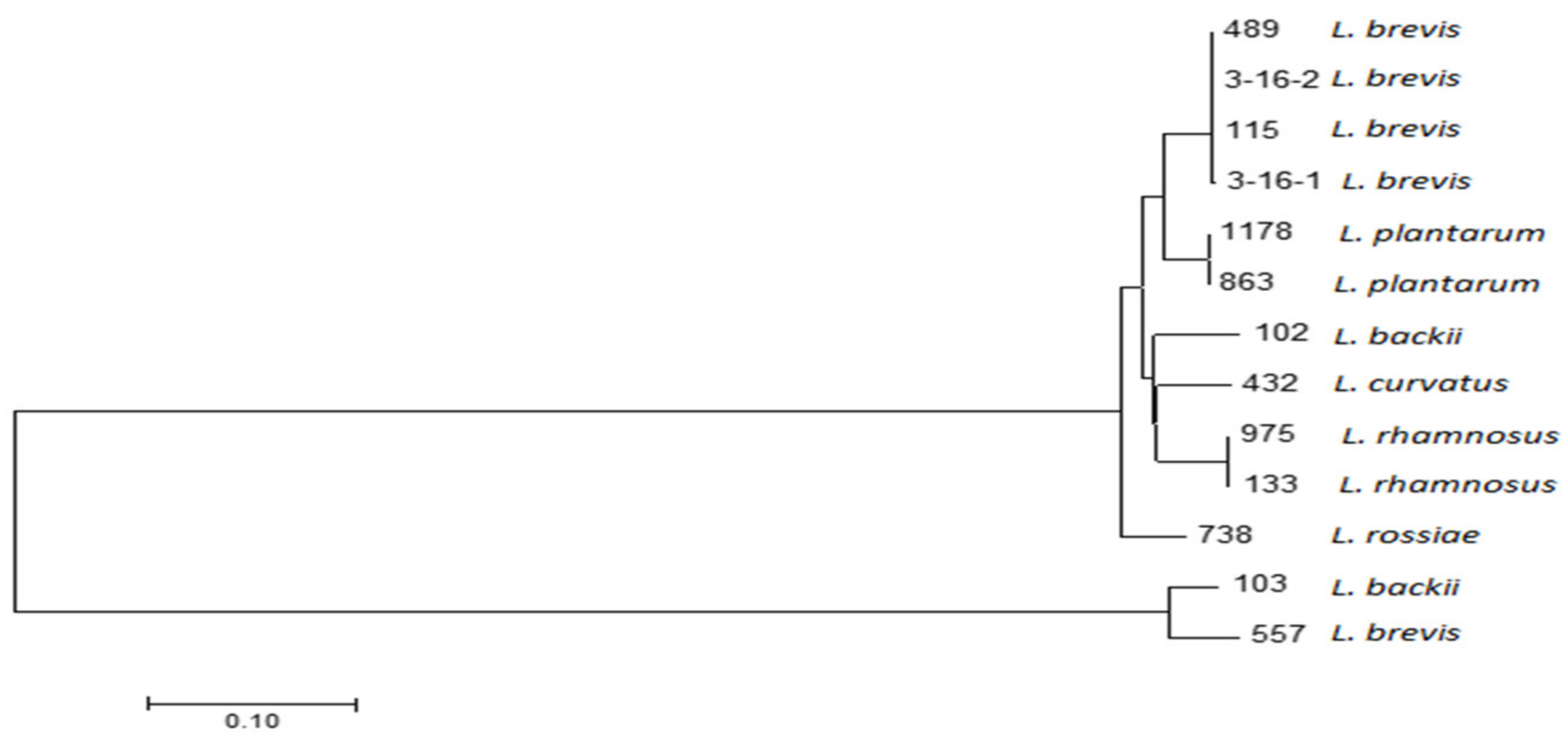 Microorganisms 08 00813 g001