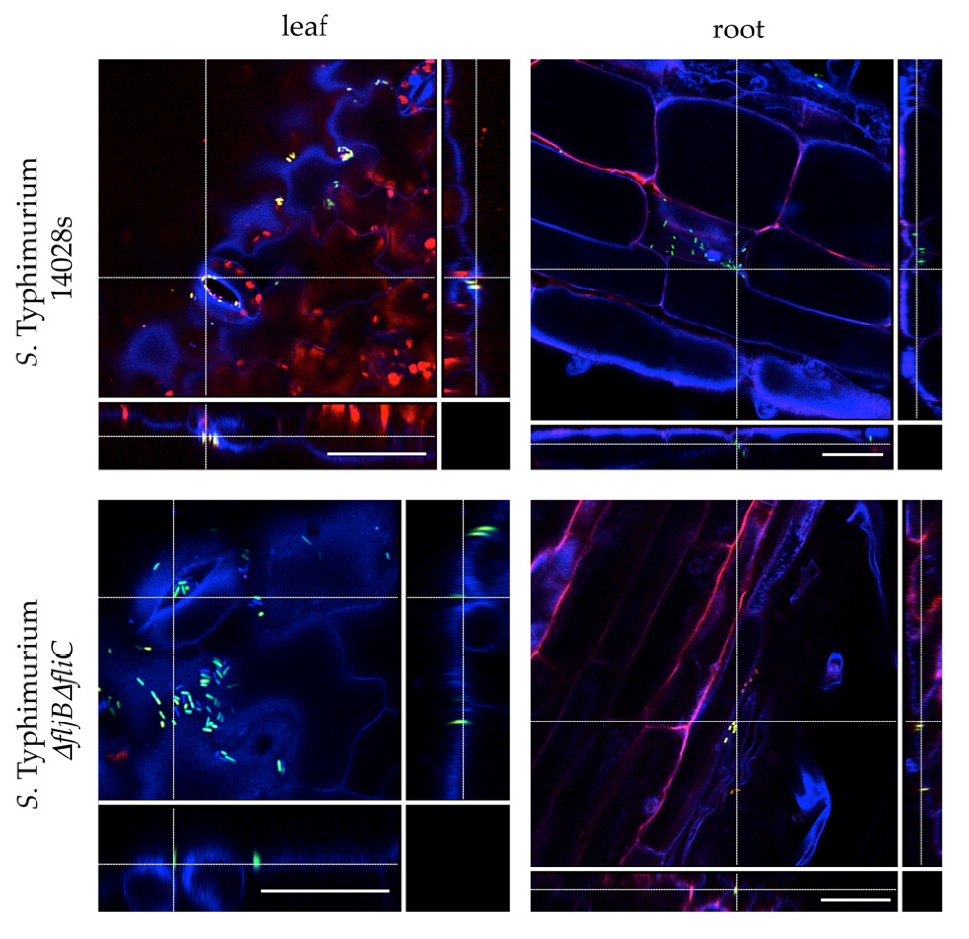 Microorganisms 08 00815 g002
