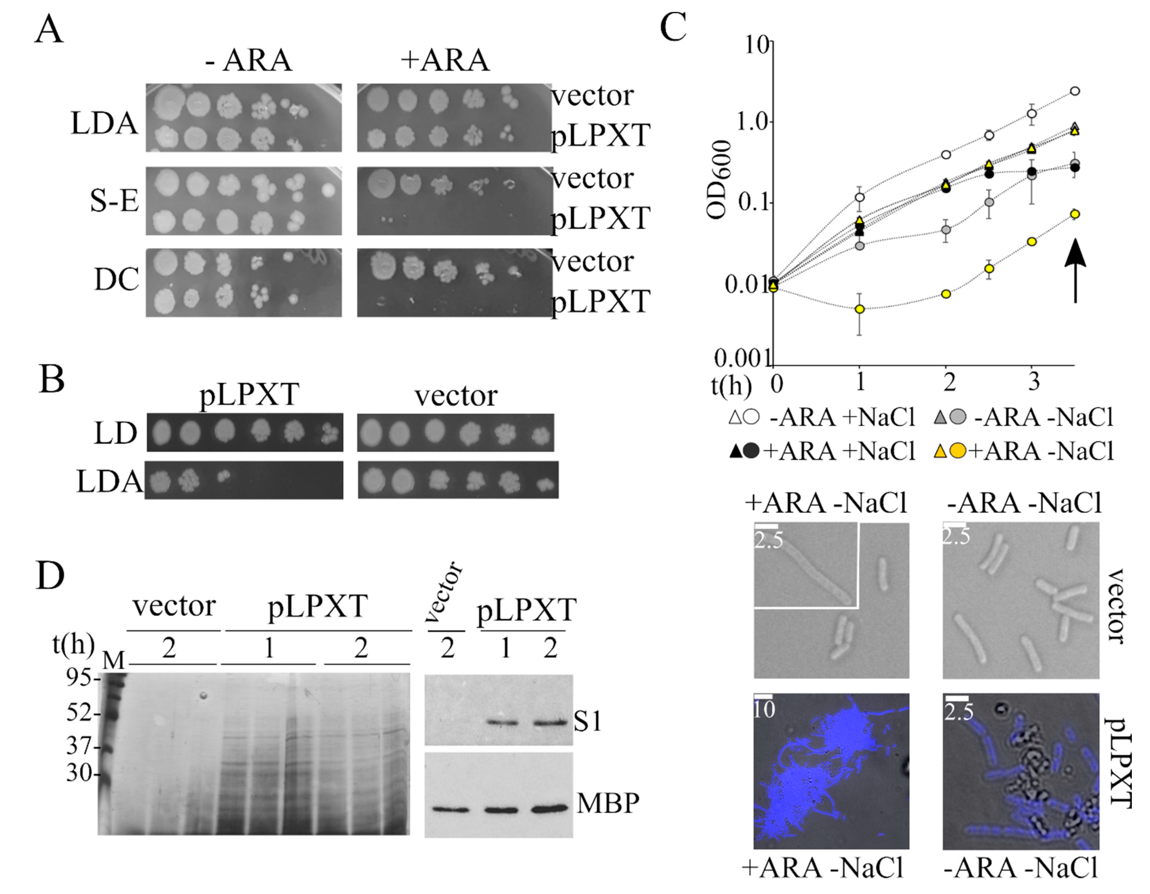 Microorganisms 08 00826 g005 Microorganisms 08 00826 g005