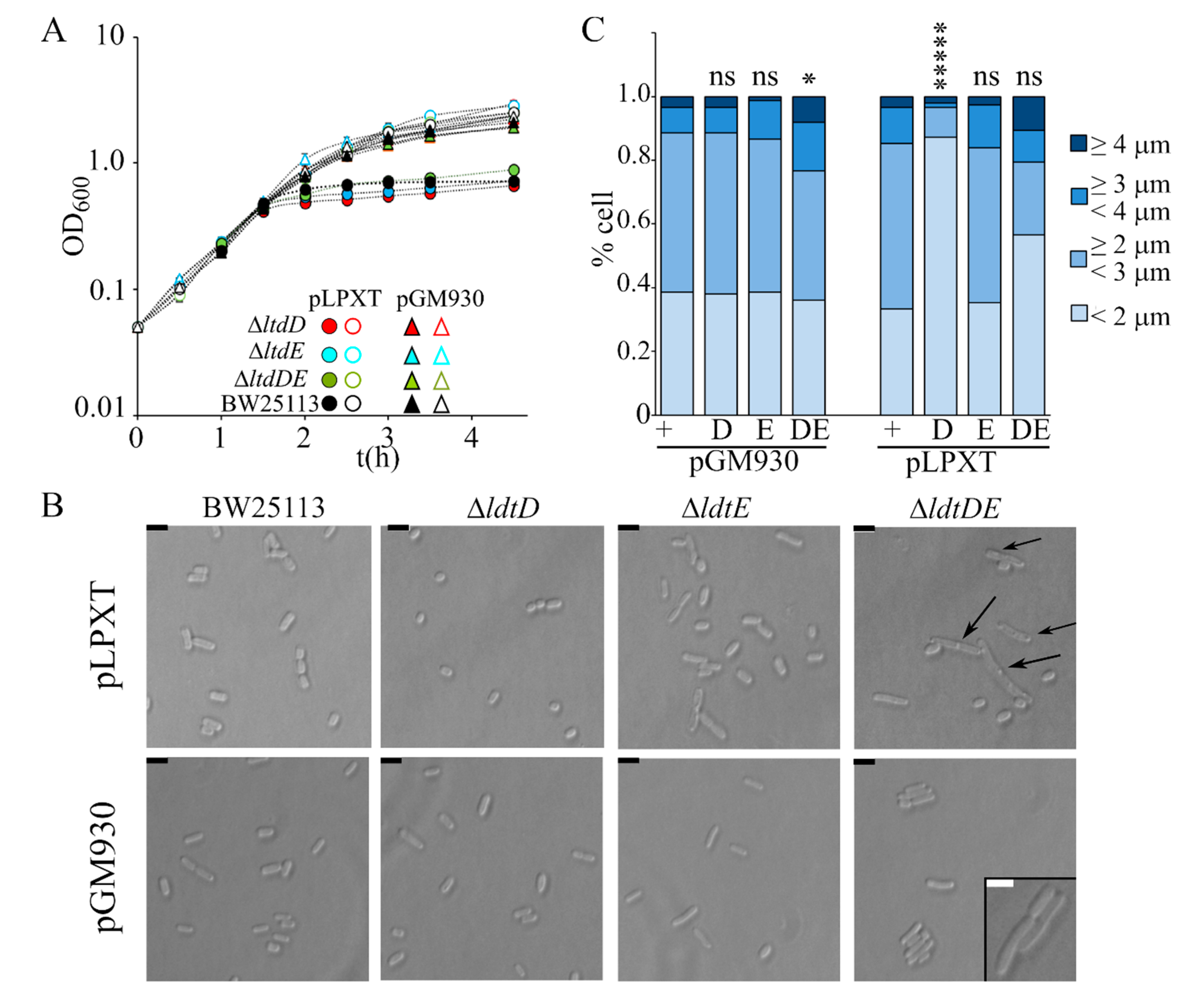 Microorganisms 08 00826 g007 Microorganisms 08 00826 g007