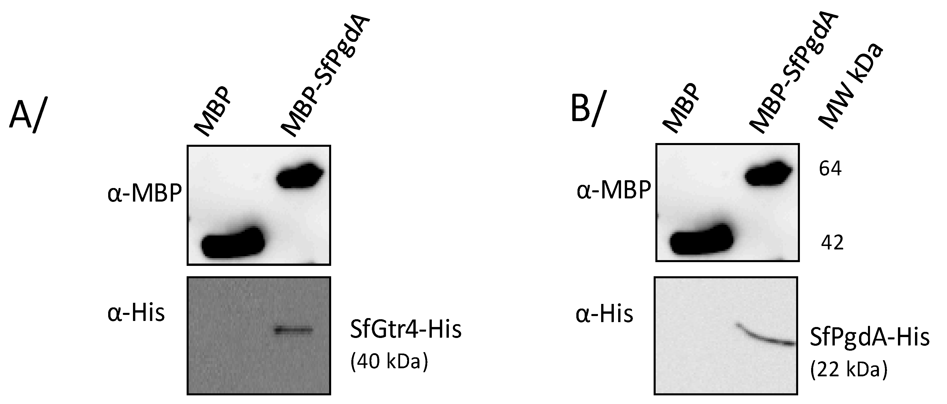 Microorganisms 08 00841 g006 Microorganisms 08 00841 g006