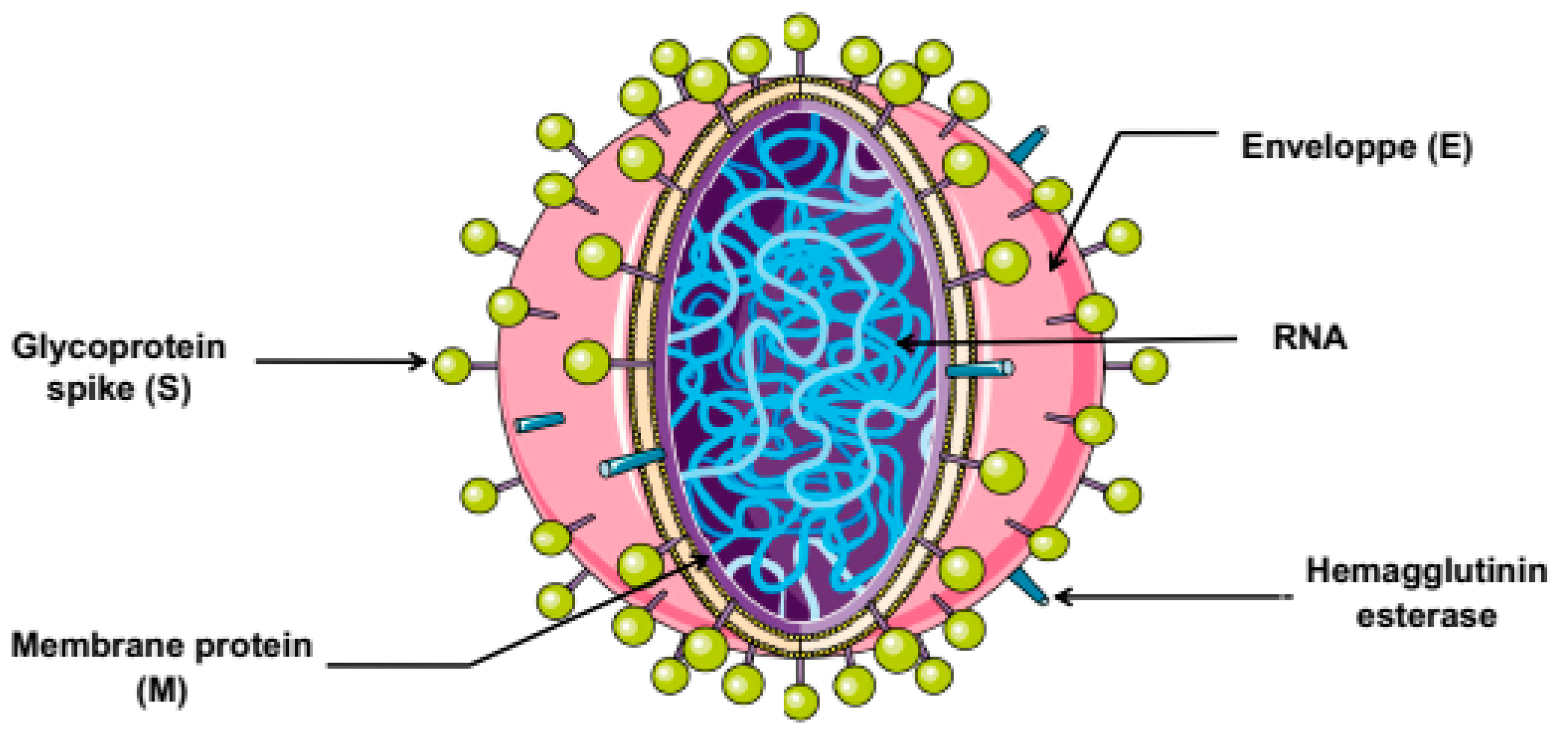 Microorganisms Free Full Text From Wuhan To Covid 19 Pandemic An Up To Date Review Of Its Pathogenesis Potential Therapeutics And Recent Advances Html