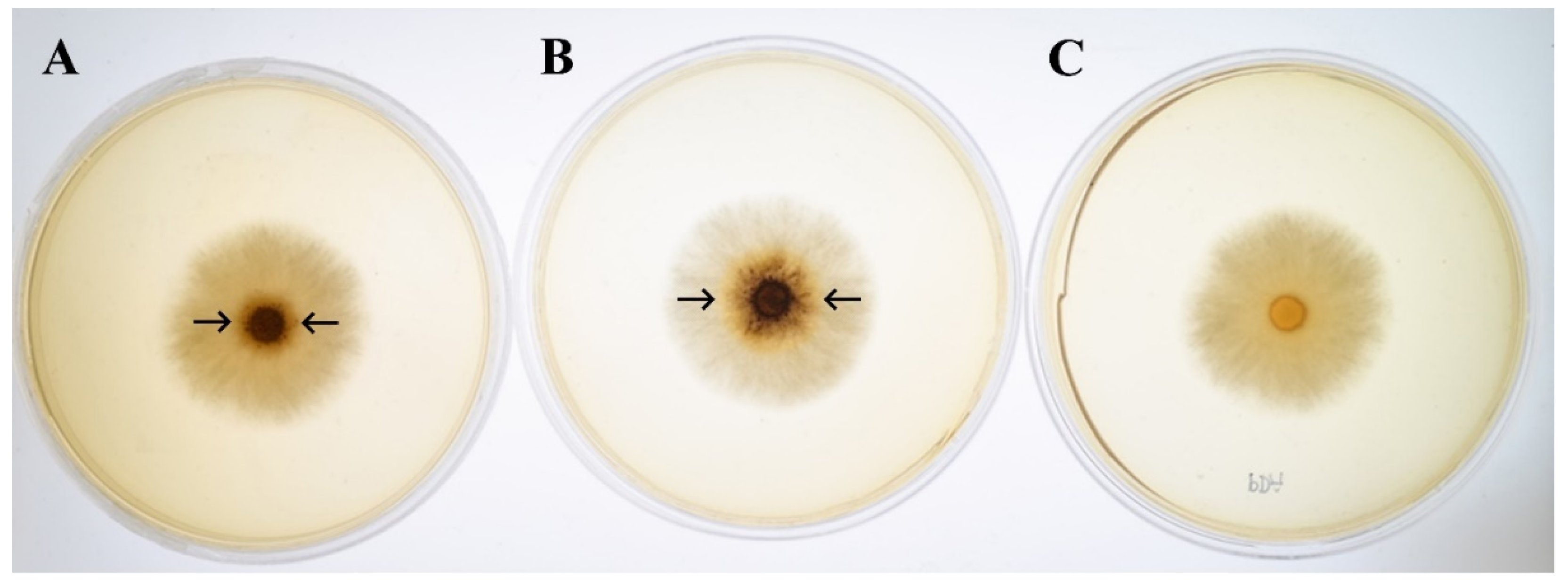 Microorganisms 08 00852 g004 Microorganisms 08 00852 g004