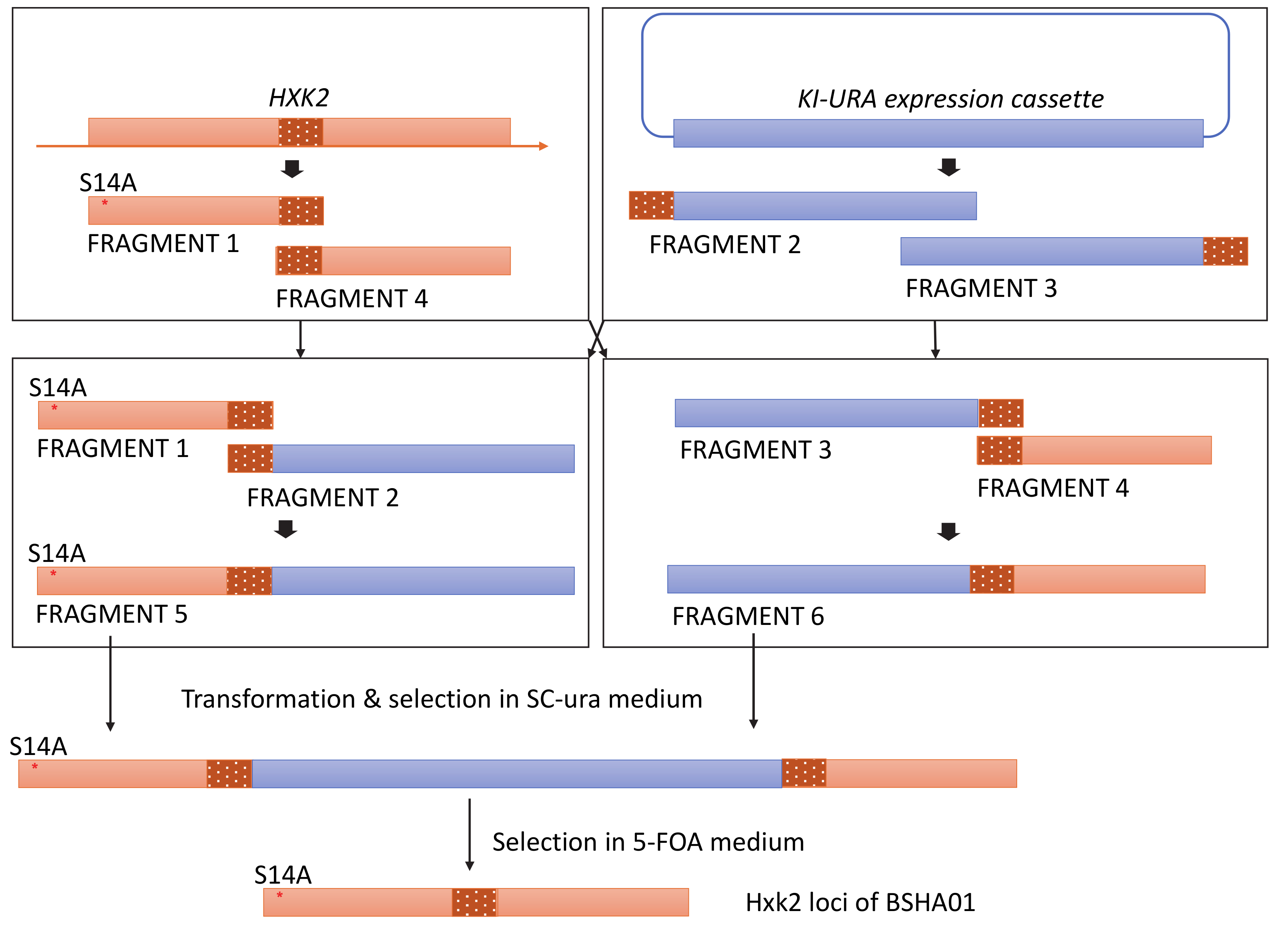 Microorganisms 08 00856 g0a1 Microorganisms 08 00856 g0a1