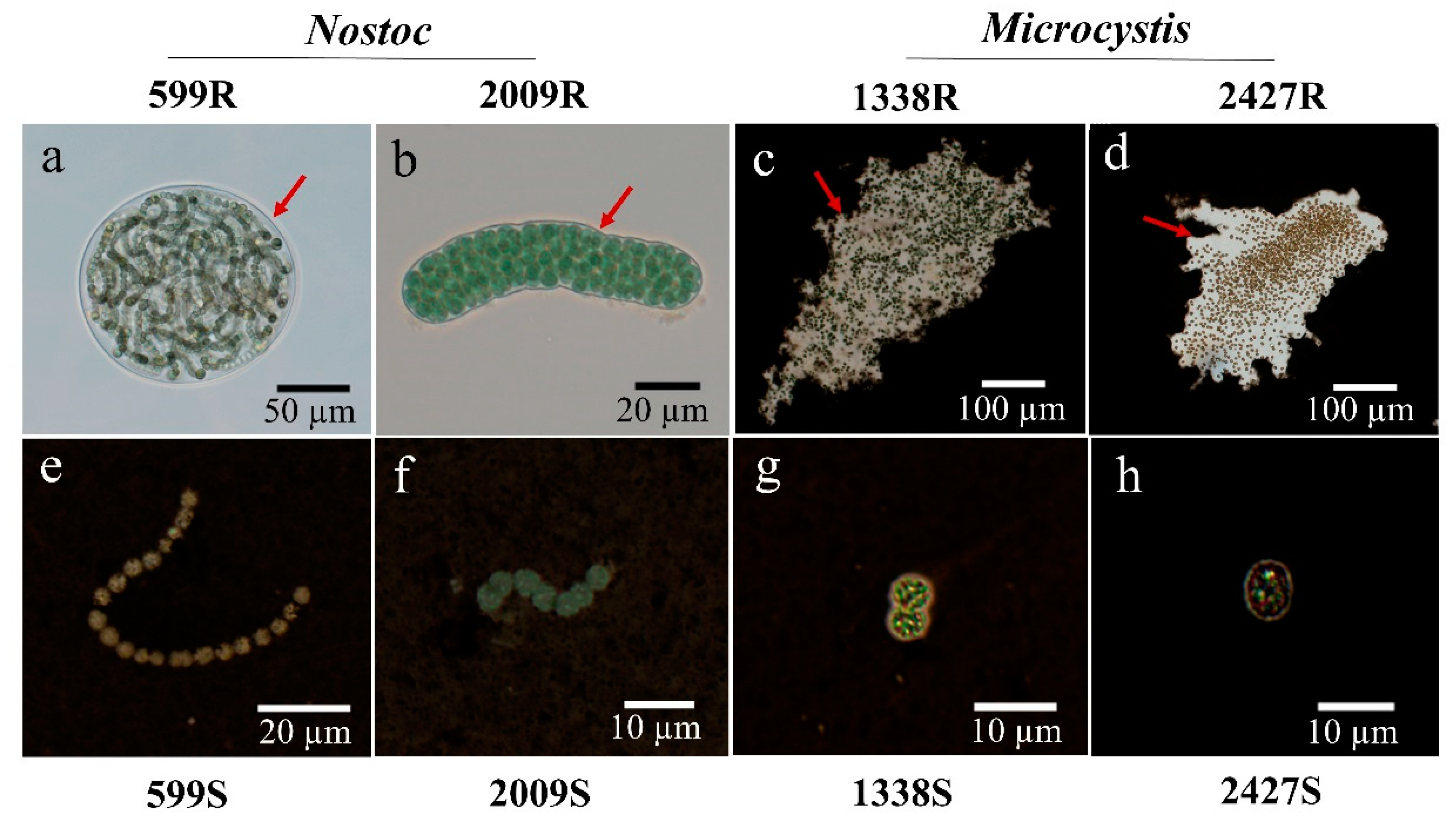 Microorganisms 08 00861 g001 Microorganisms 08 00861 g001