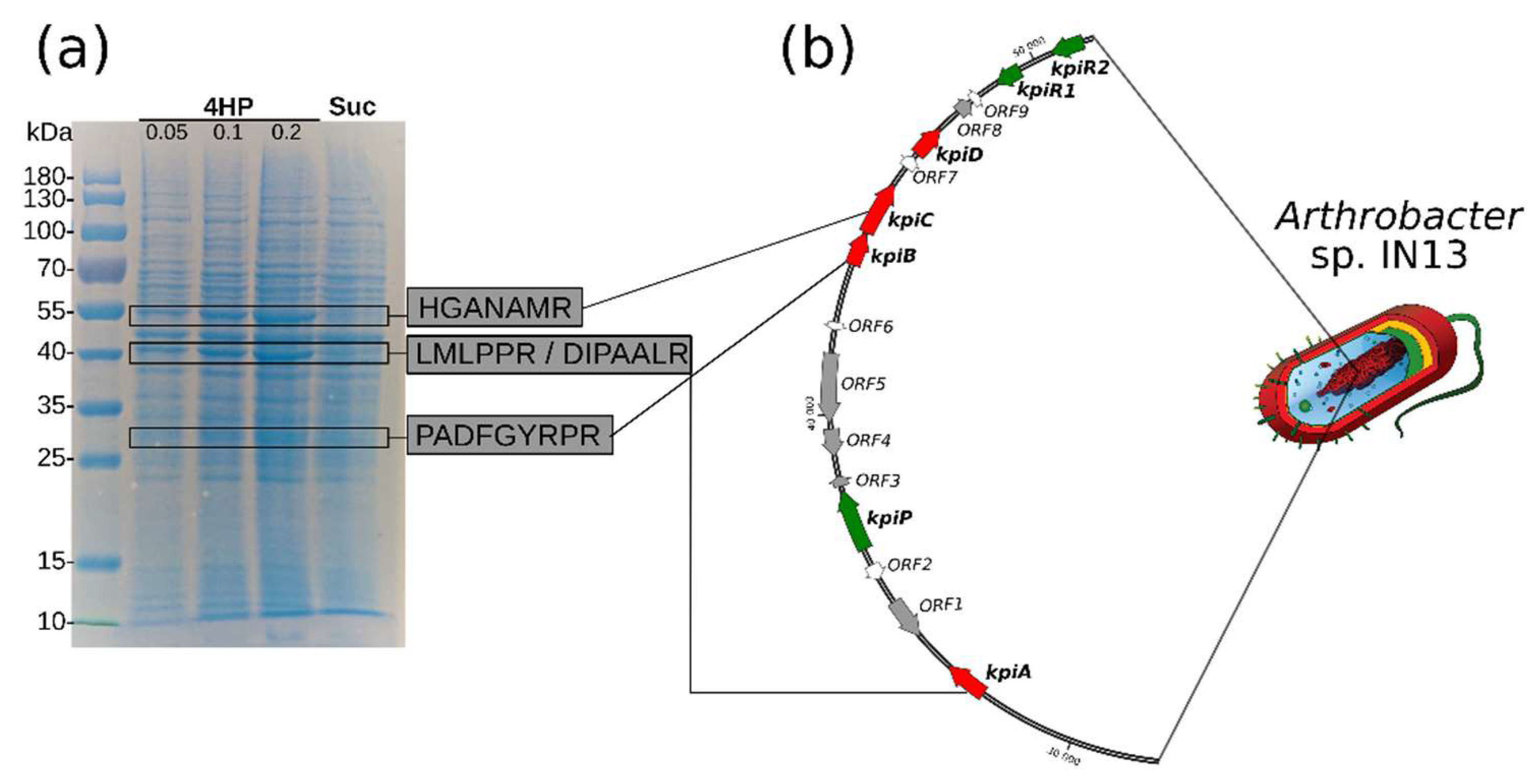 Microorganisms 08 00888 g001 Microorganisms 08 00888 g001