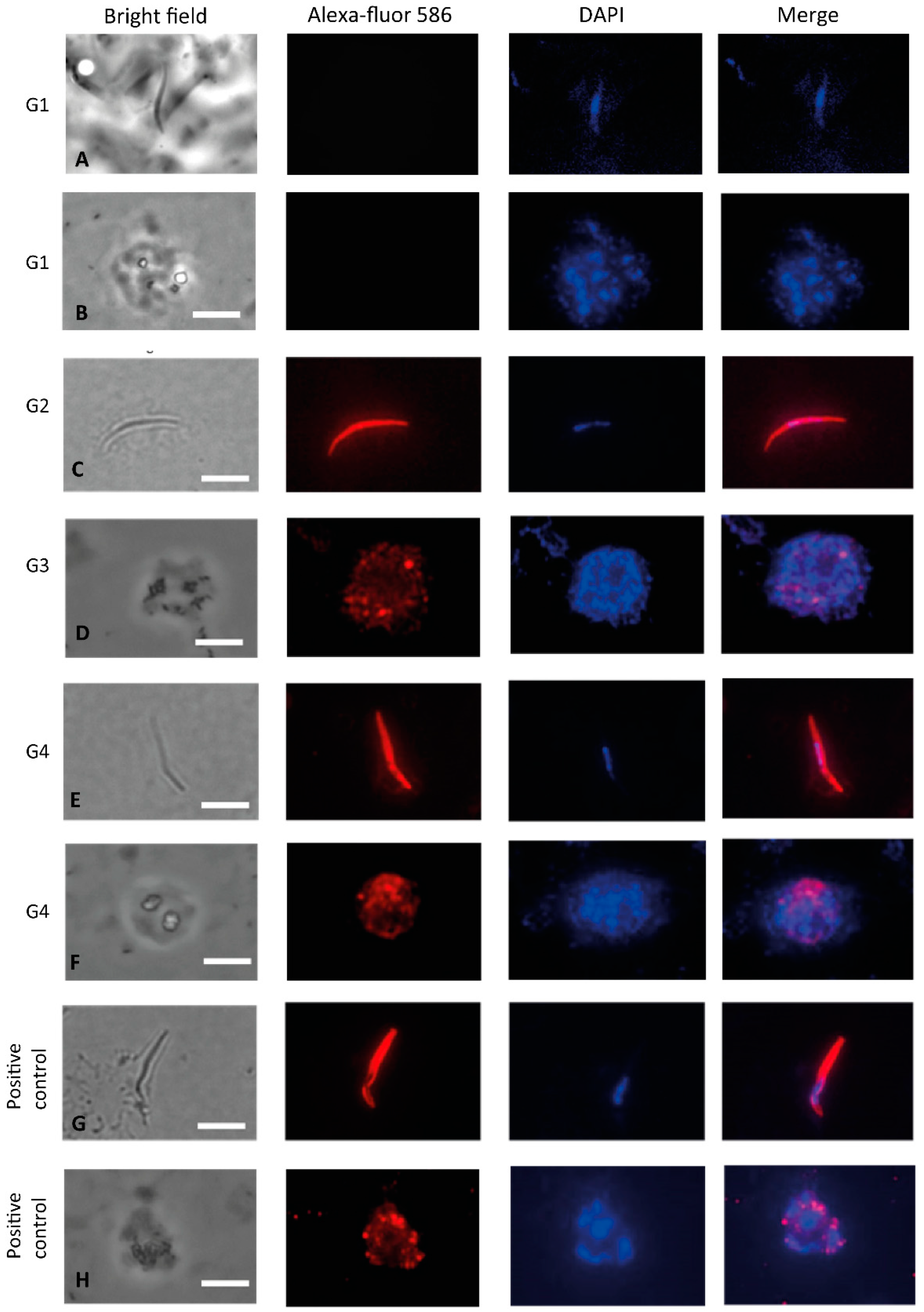 Microorganisms 08 00916 g006 Microorganisms 08 00916 g006