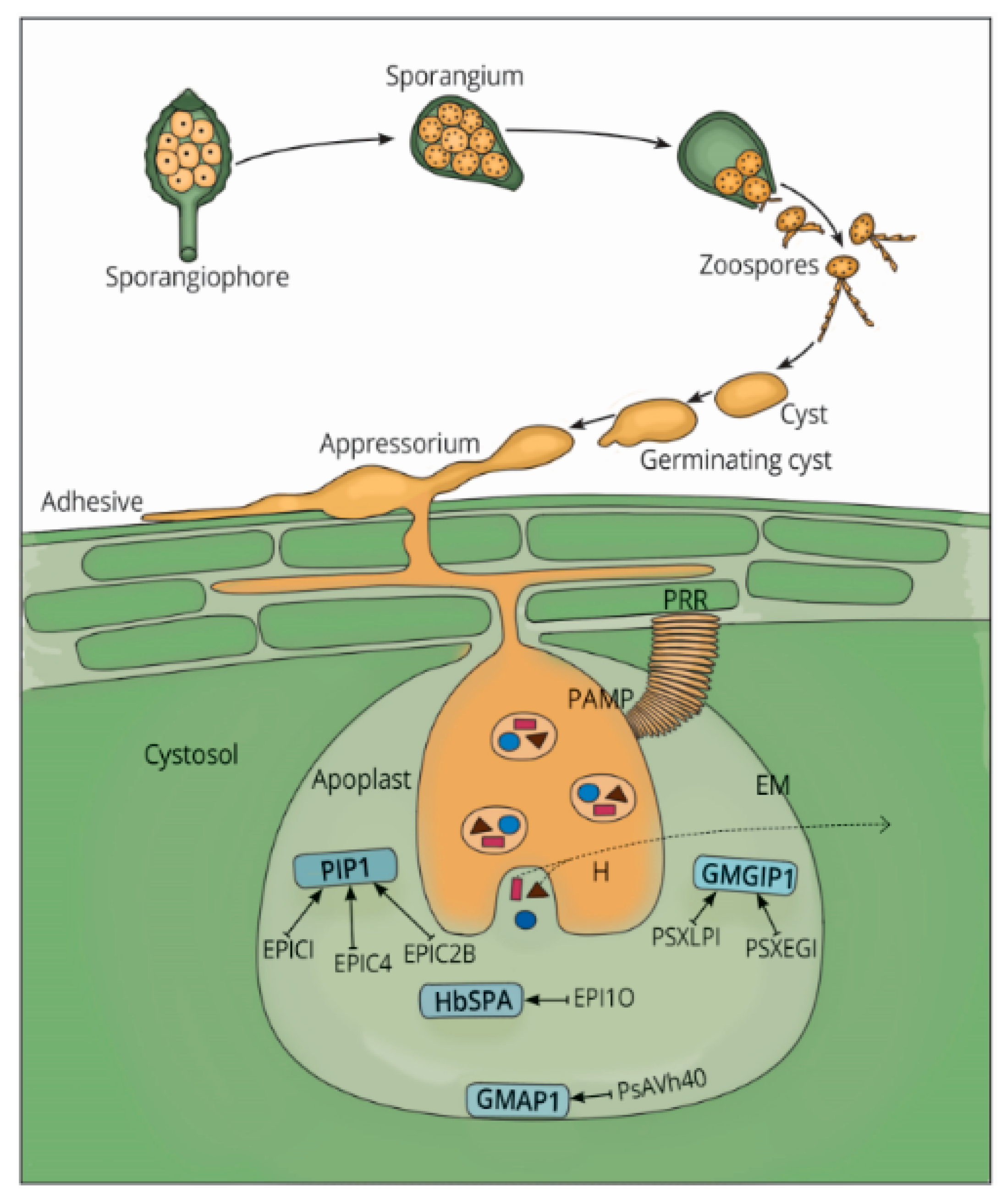 Microorganisms  Free FullText  Organize, Don’t Agonize Strategic