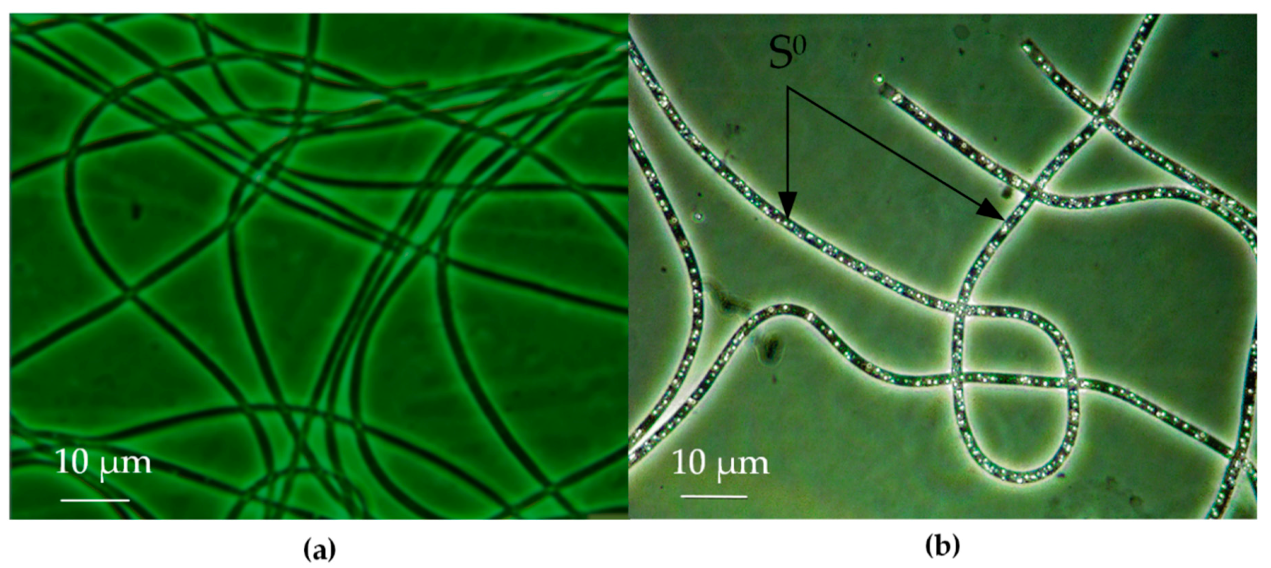 Microorganisms 08 00928 g001
