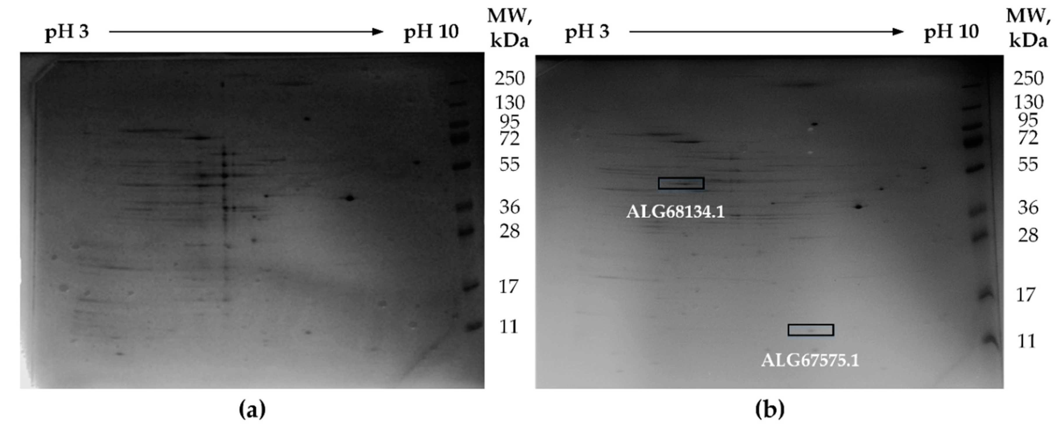 Microorganisms 08 00928 g003