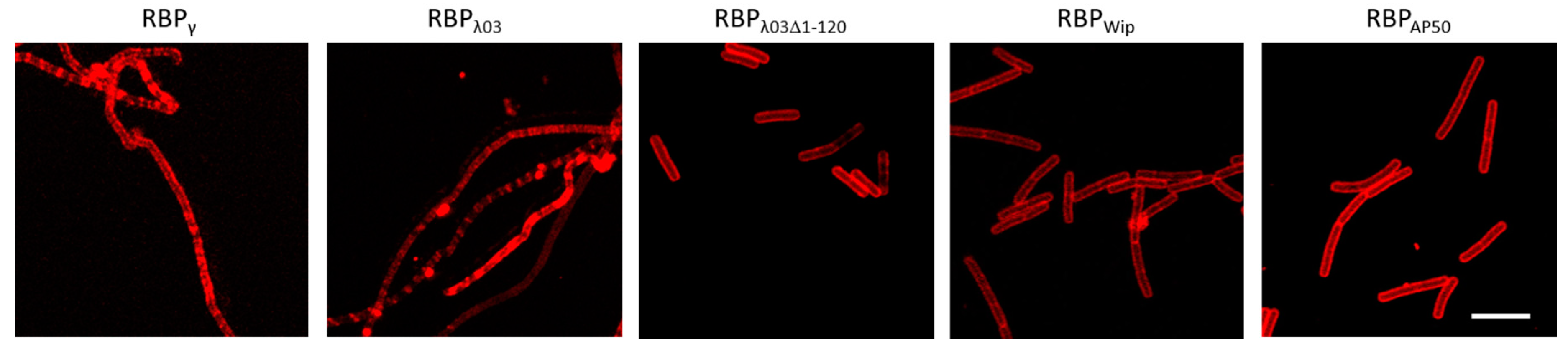 Microorganisms 08 00934 g002