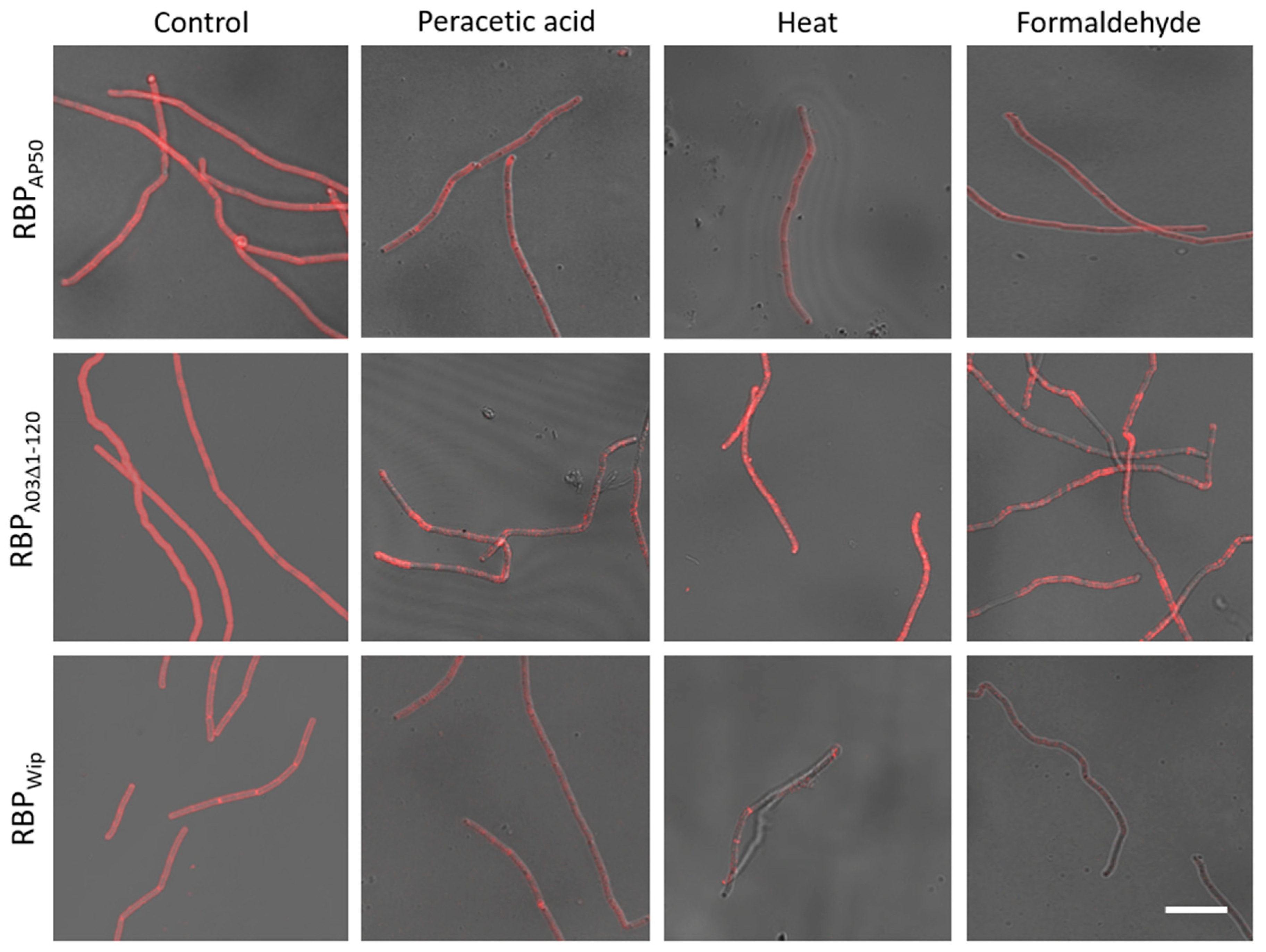 Microorganisms 08 00934 g005