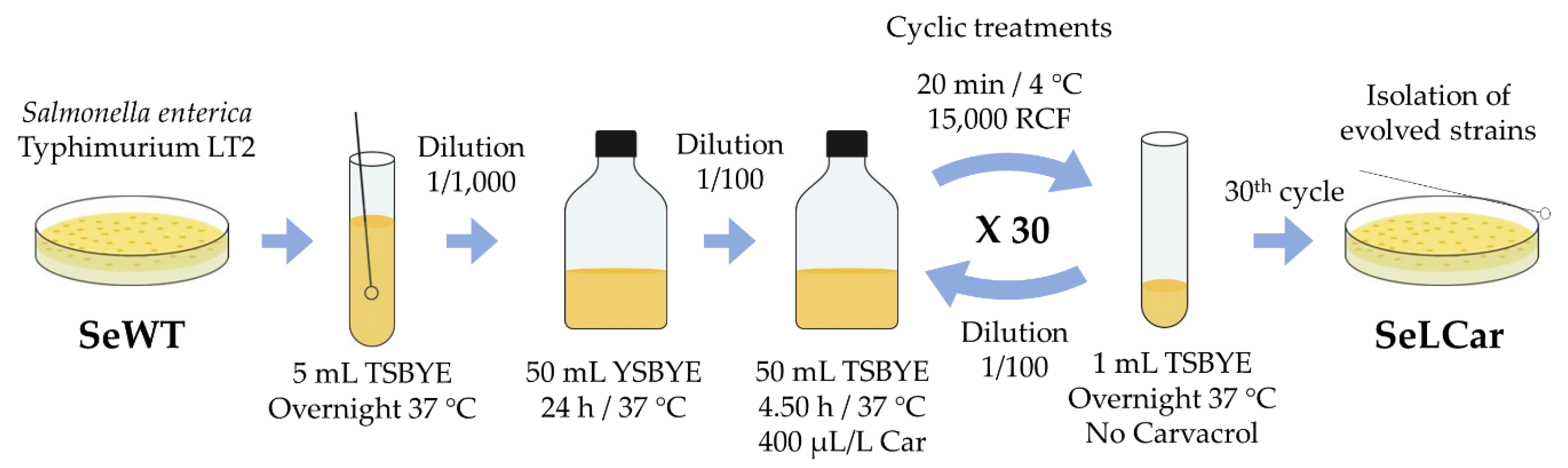 Microorganisms 08 00937 g003
