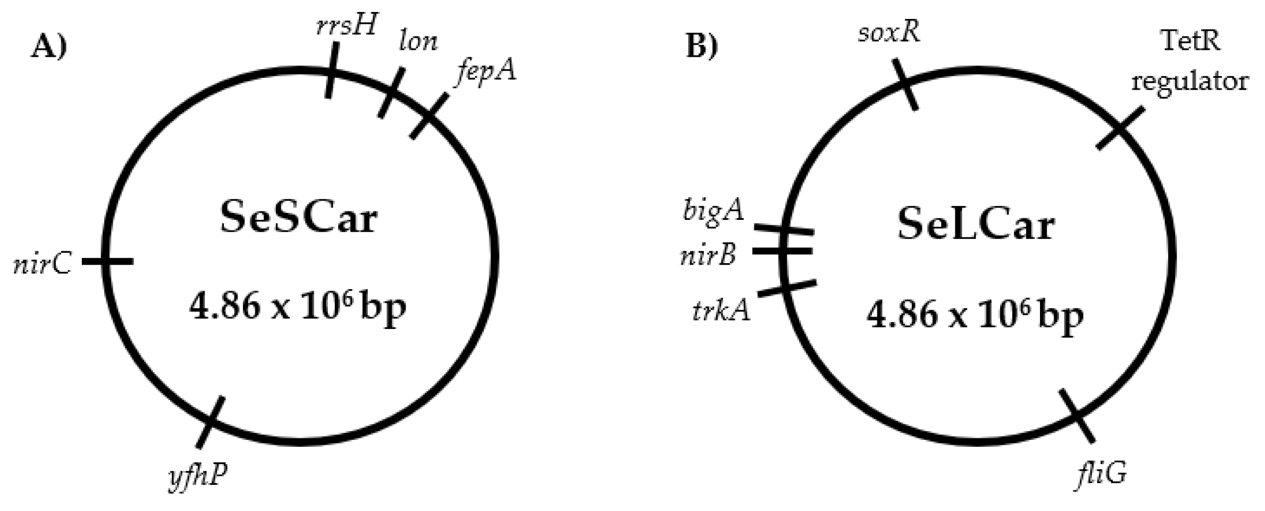 Microorganisms 08 00937 g006
