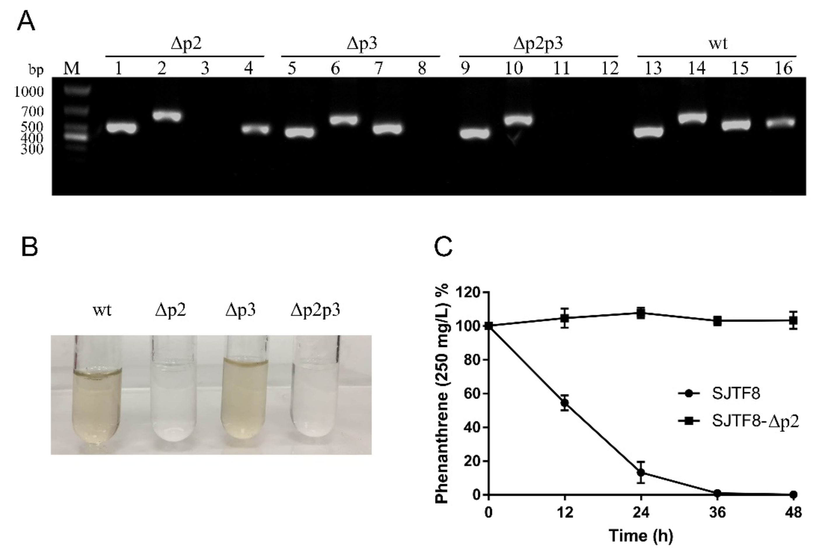 Microorganisms 08 00946 g004 Microorganisms 08 00946 g004