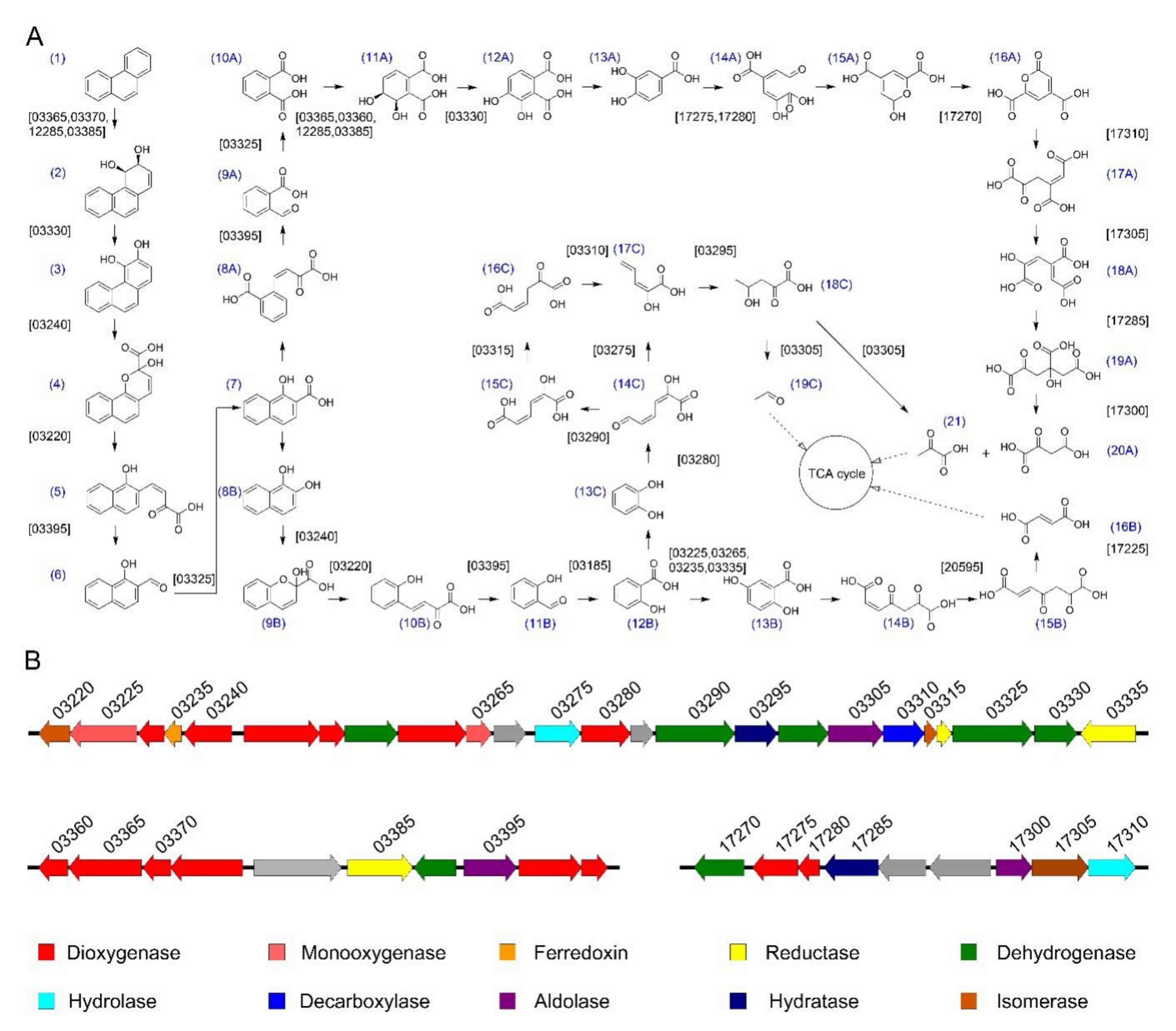 Microorganisms 08 00946 g005 Microorganisms 08 00946 g005