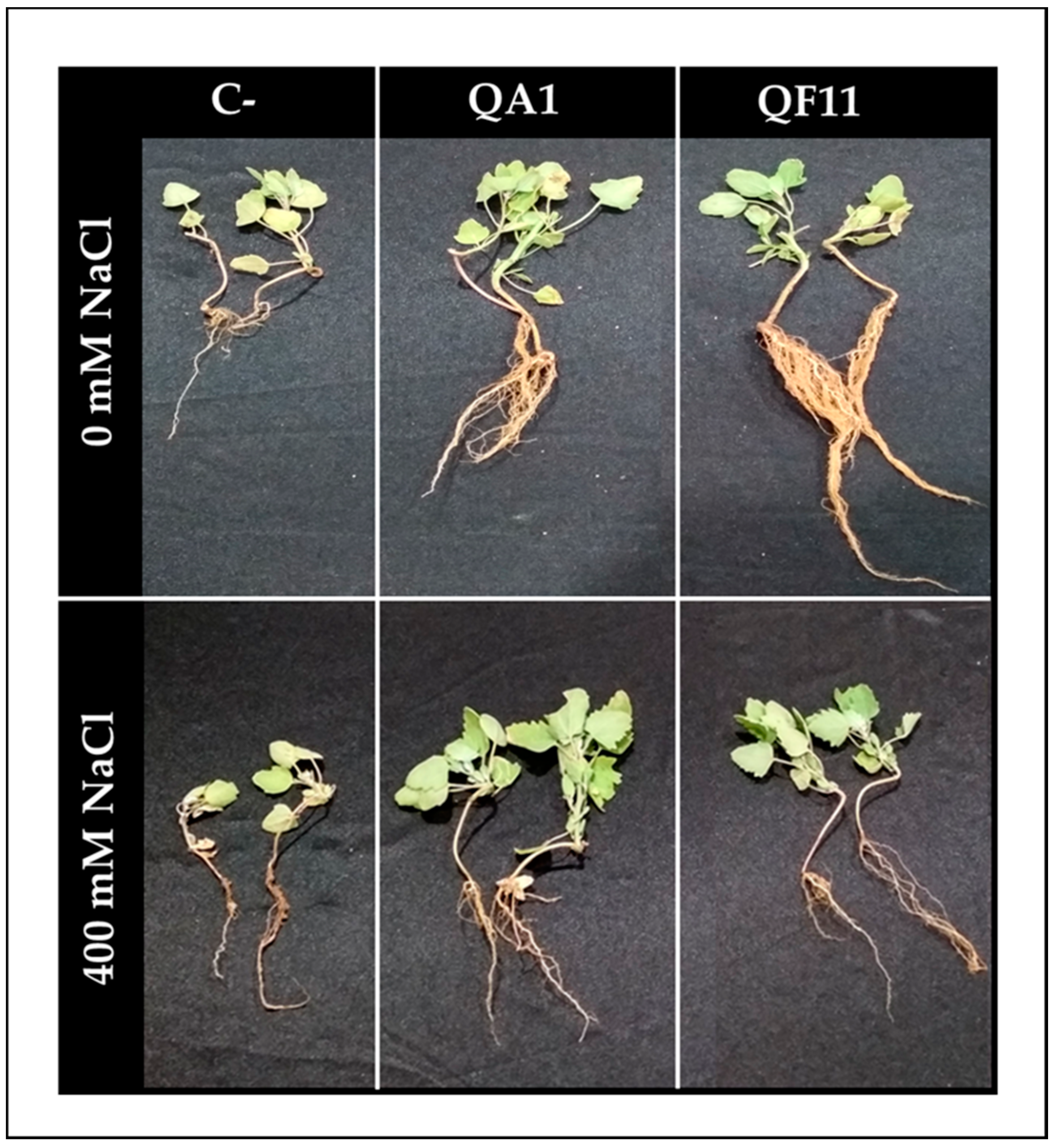 Microorganisms 08 00948 g006 Microorganisms 08 00948 g006
