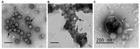 Microorganisms 08 00965 g001 550