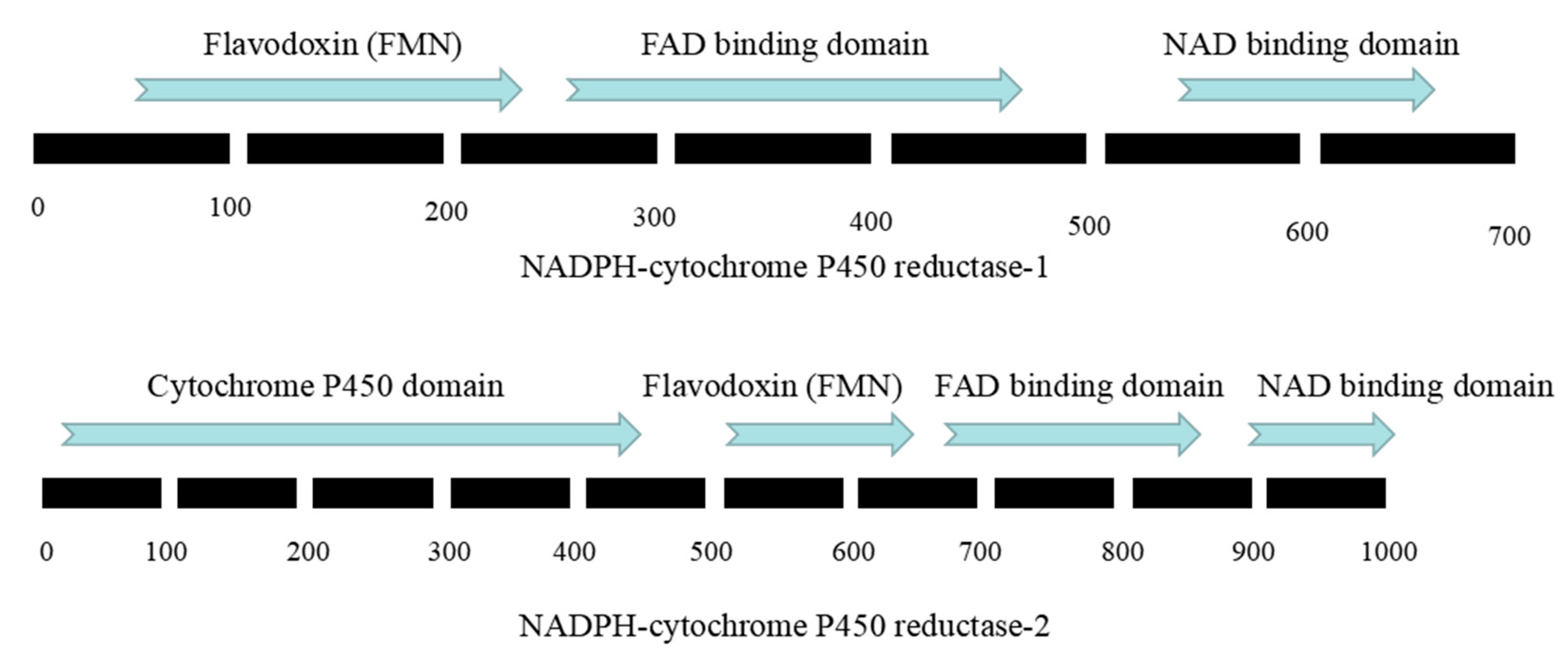 Microorganisms 08 00968 g007