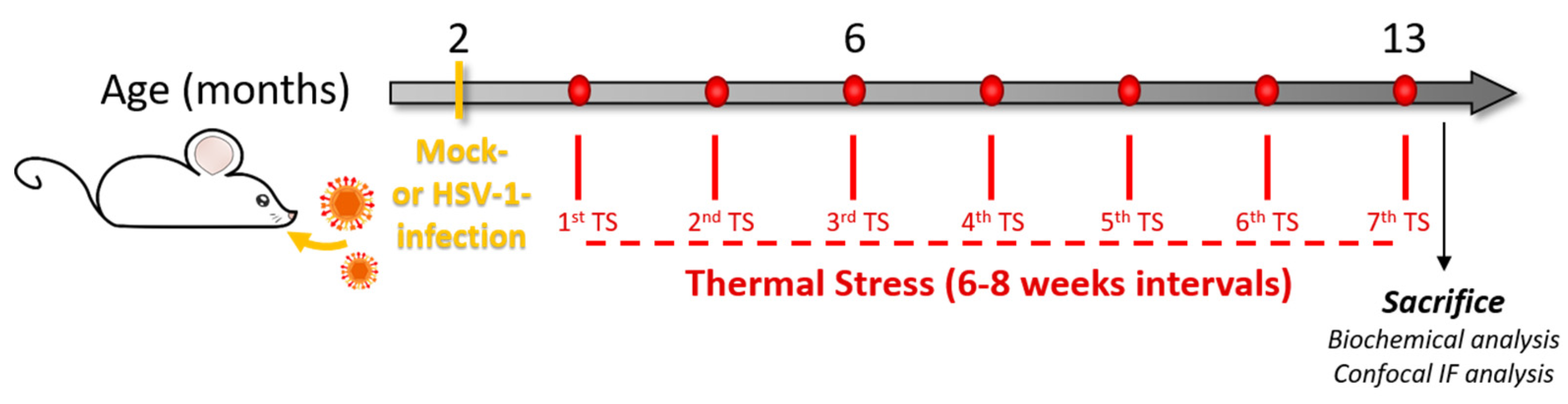 Stress herpes Herpes Outbreak