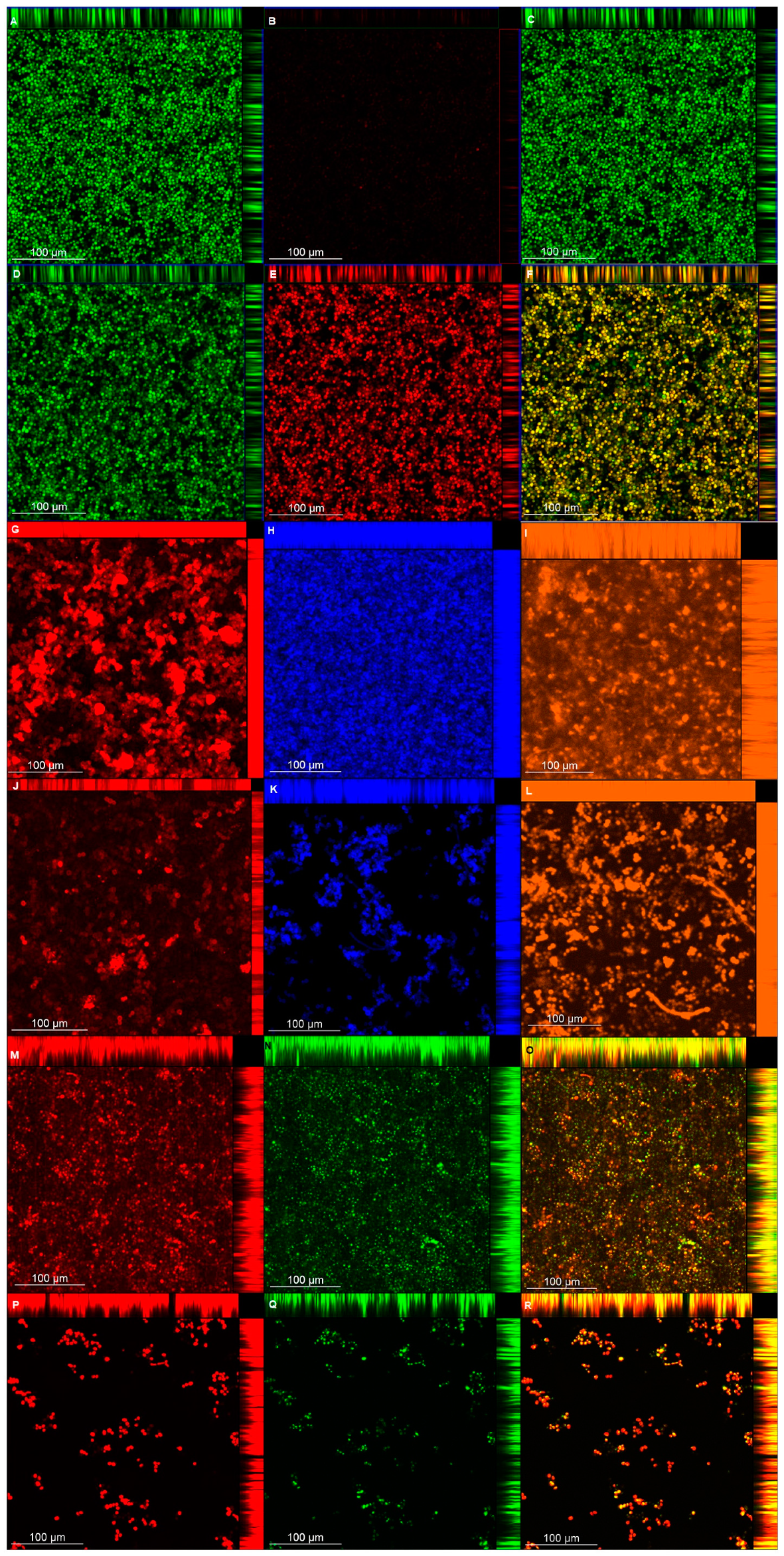 Microorganisms 08 00980 g010