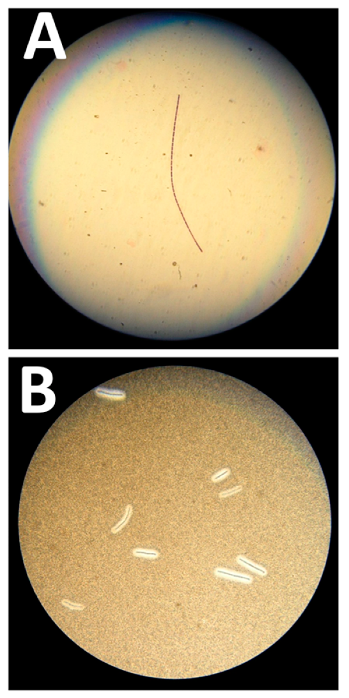 Microorganisms 08 00985 g001 Microorganisms 08 00985 g001
