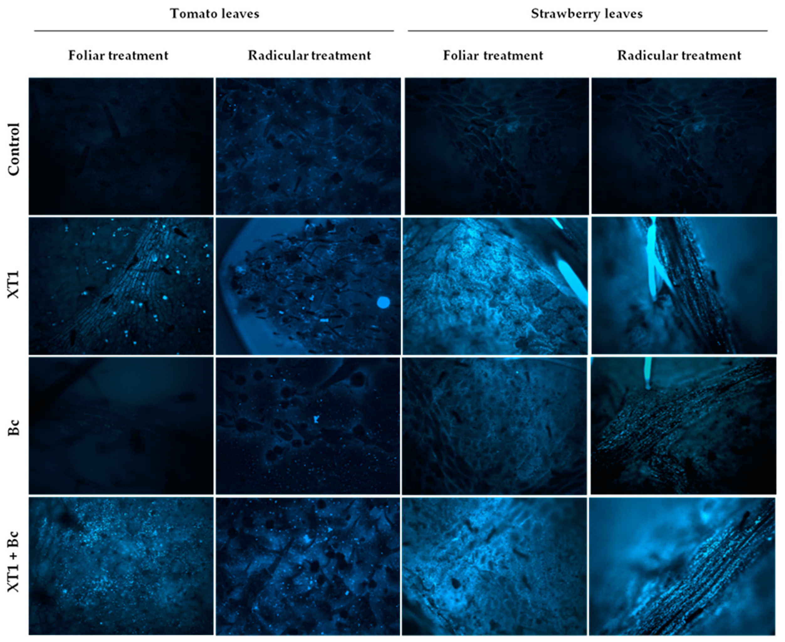 Microorganisms 08 00992 g006 Microorganisms 08 00992 g006