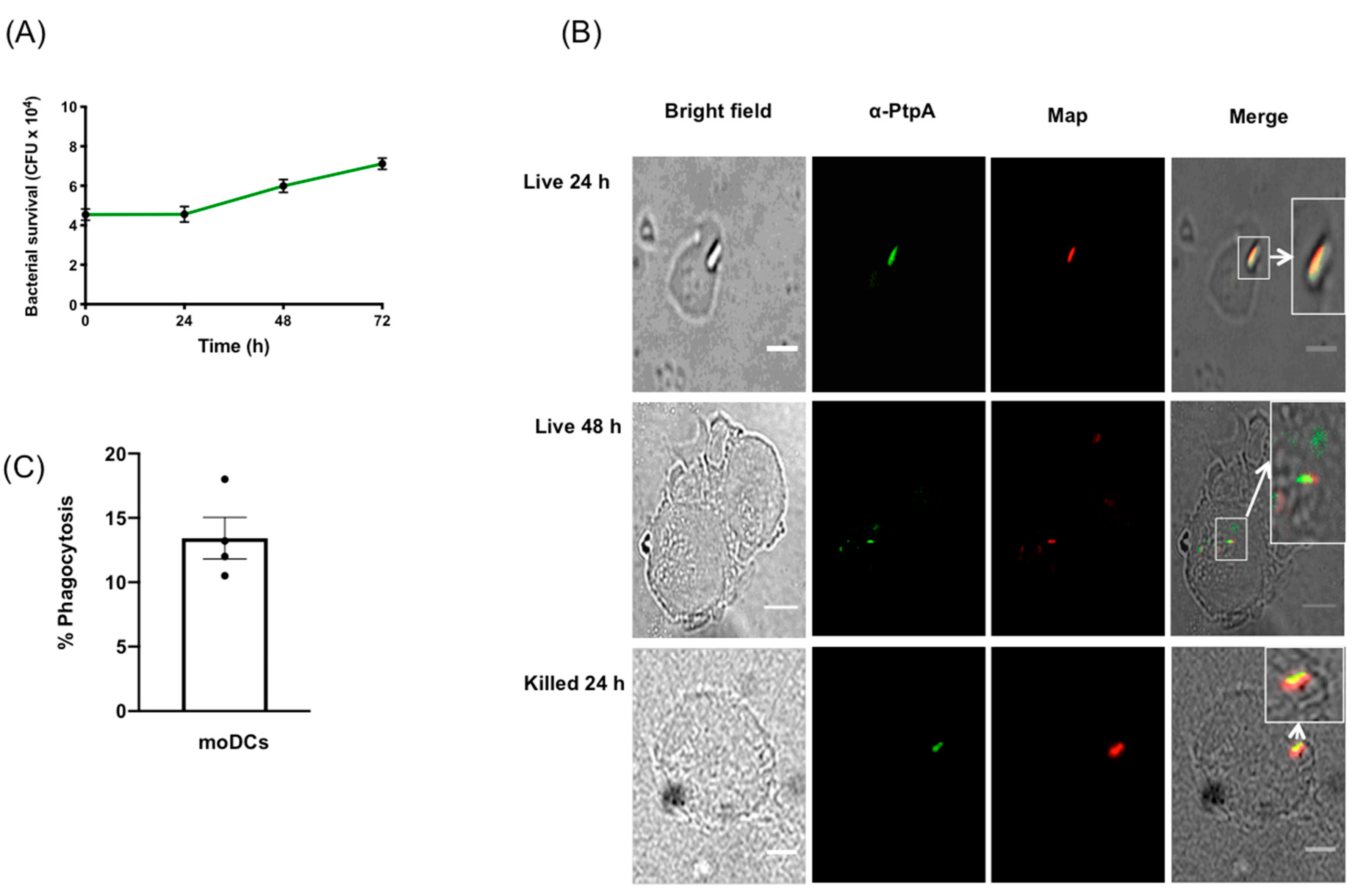 Microorganisms 08 00994 g001
